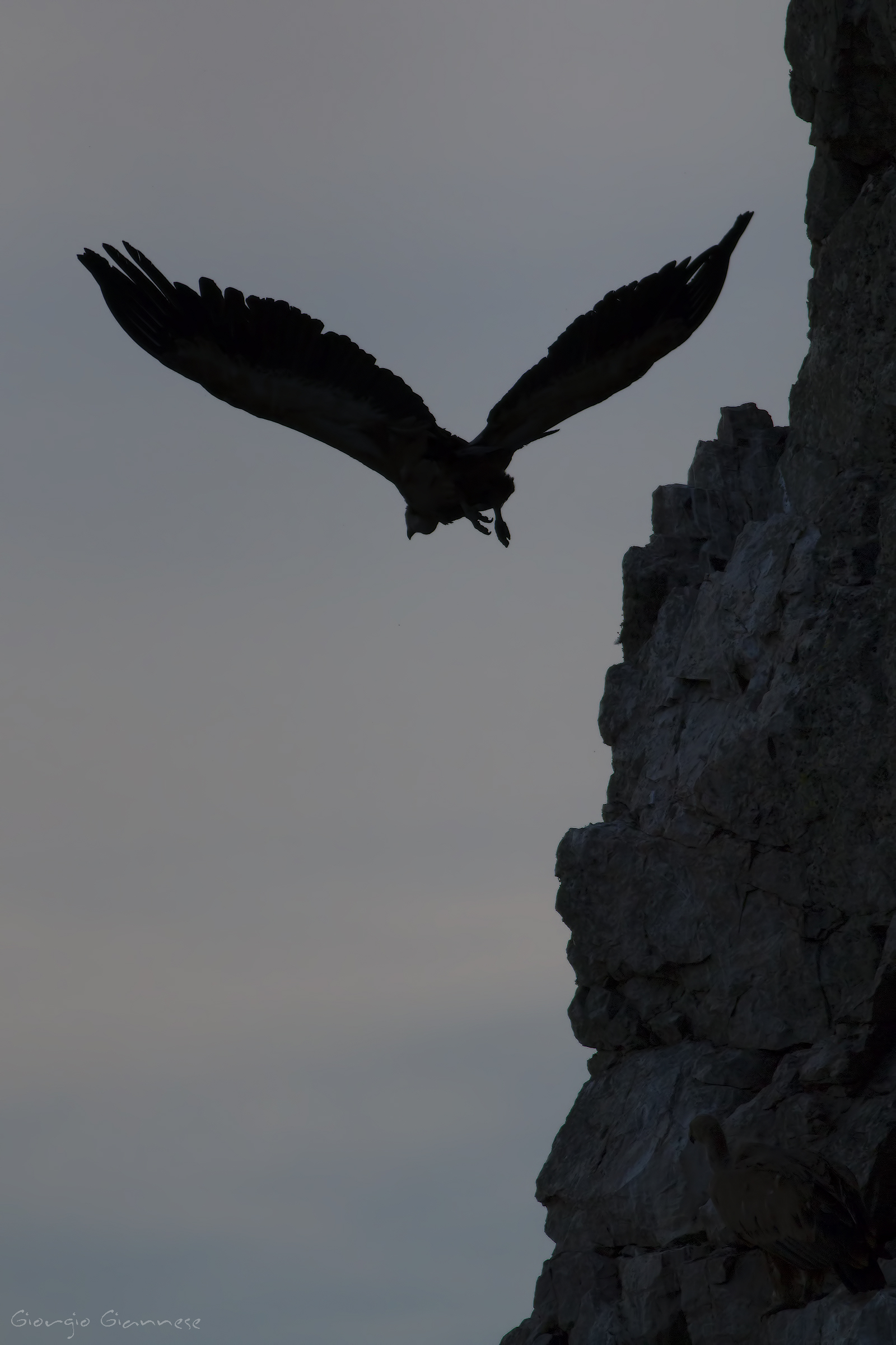 Griffon vulture (Gyps fulvus)...