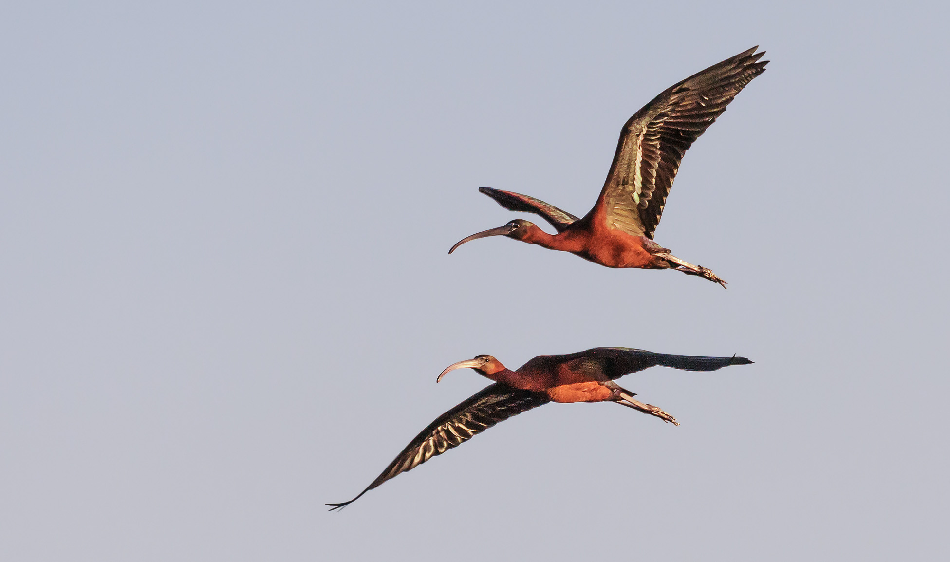 Glossy ibis in flight ......