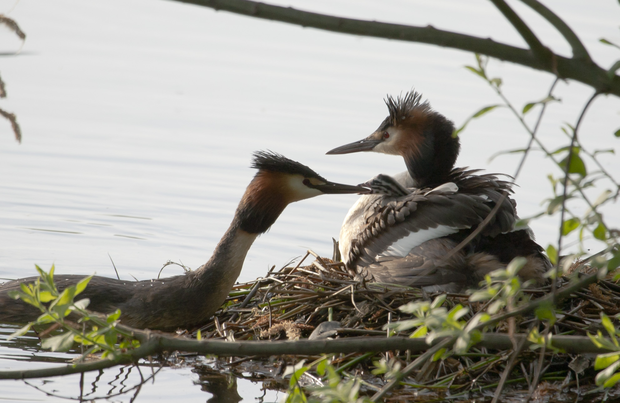 Family of Great Crested Grebe...