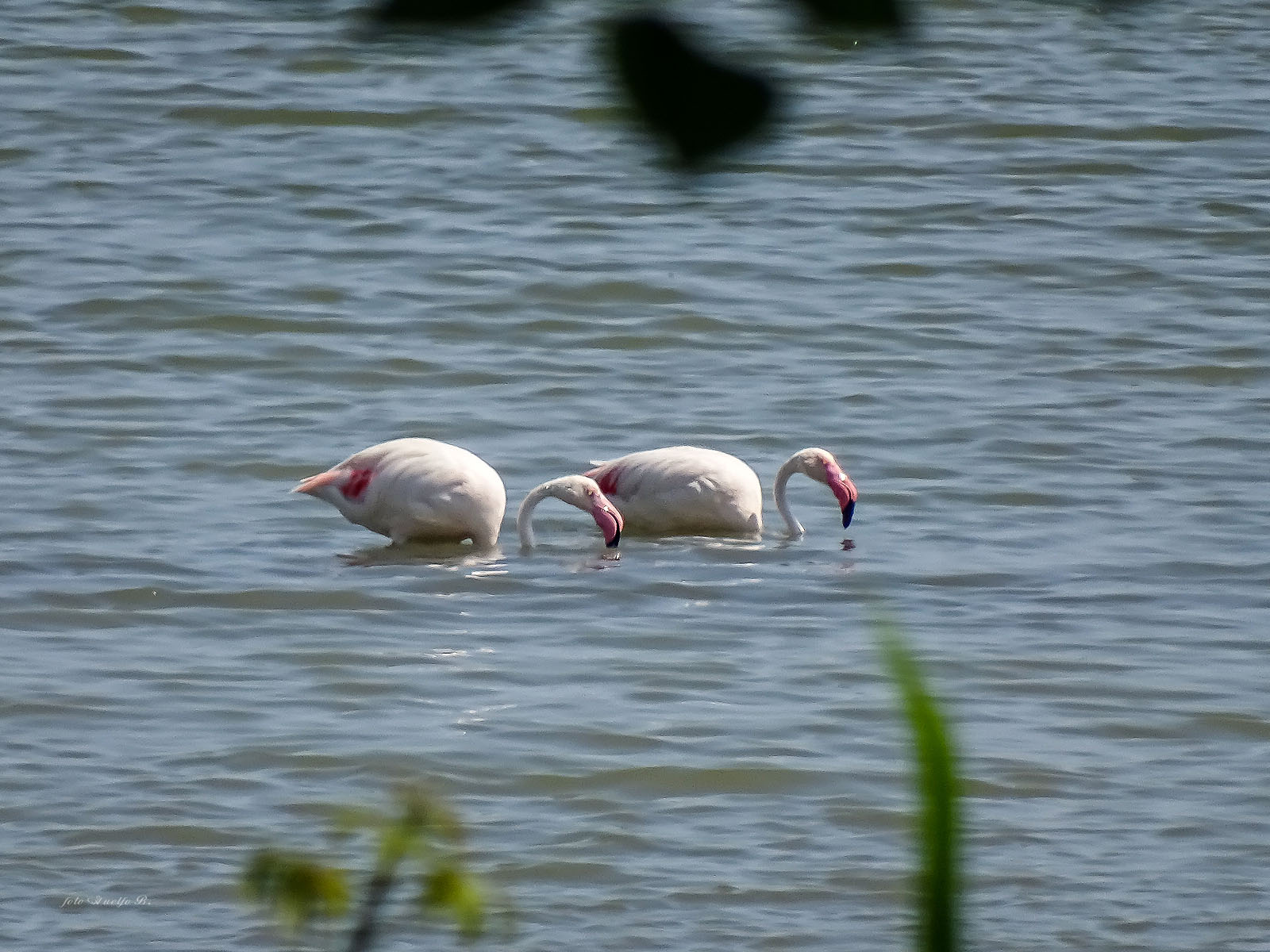 young flamingo pink...