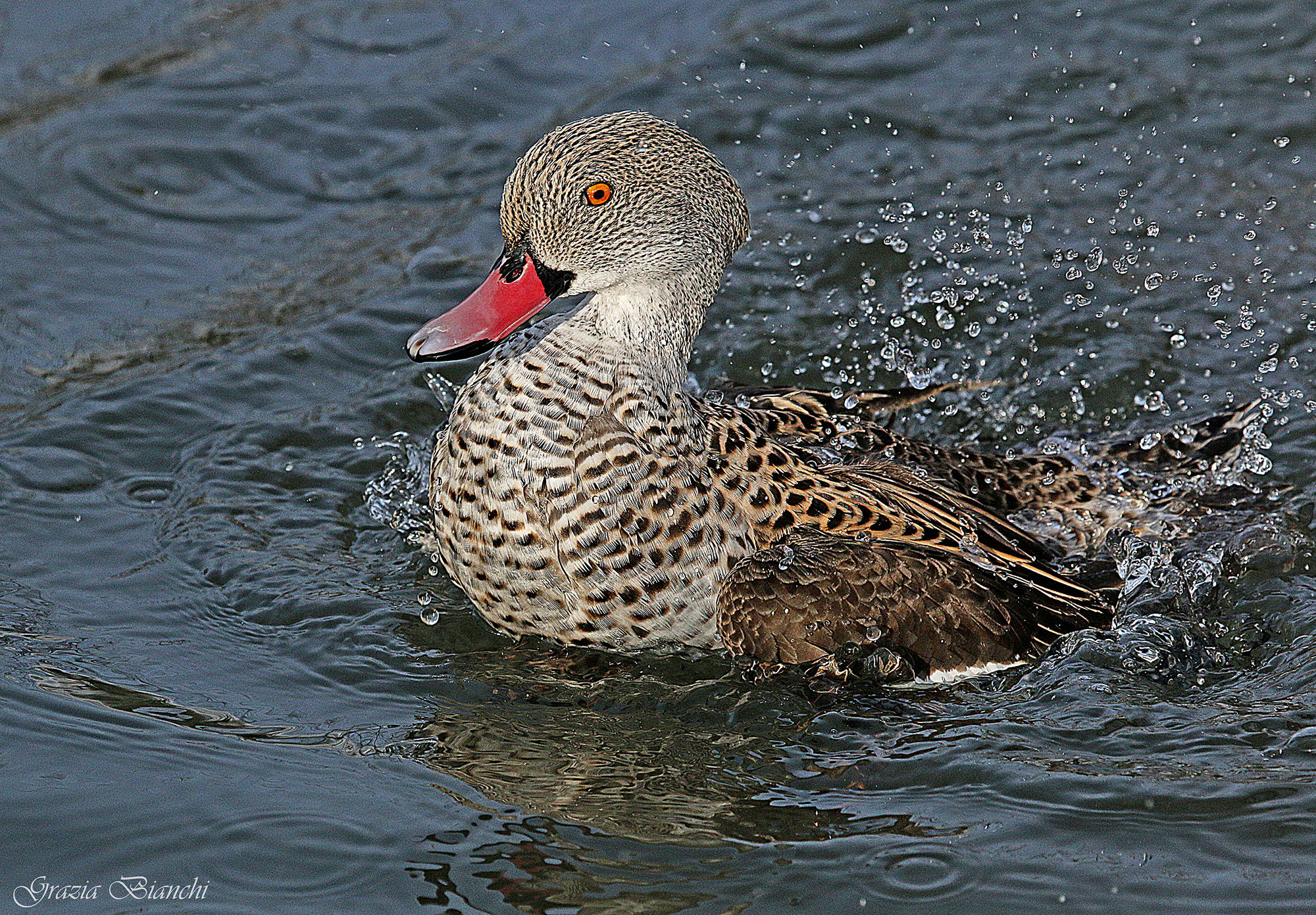 Cape teal...
