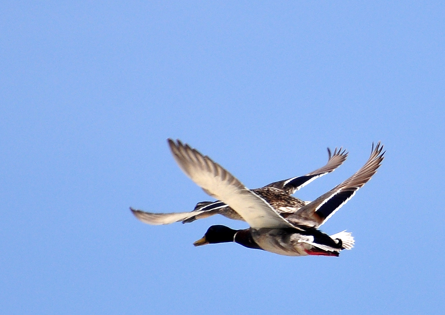 Mallards in flight / 05...