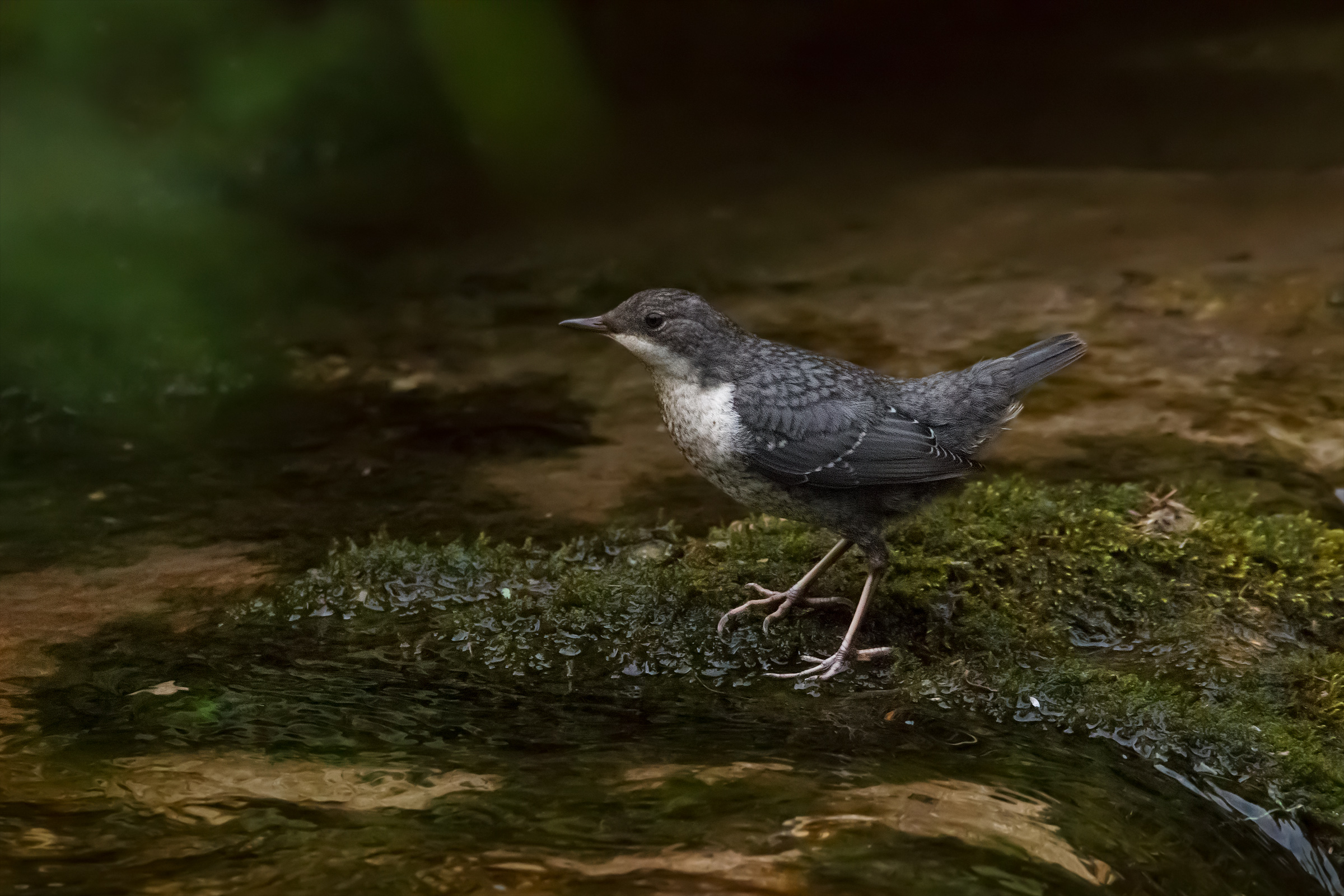 Young Dipper...