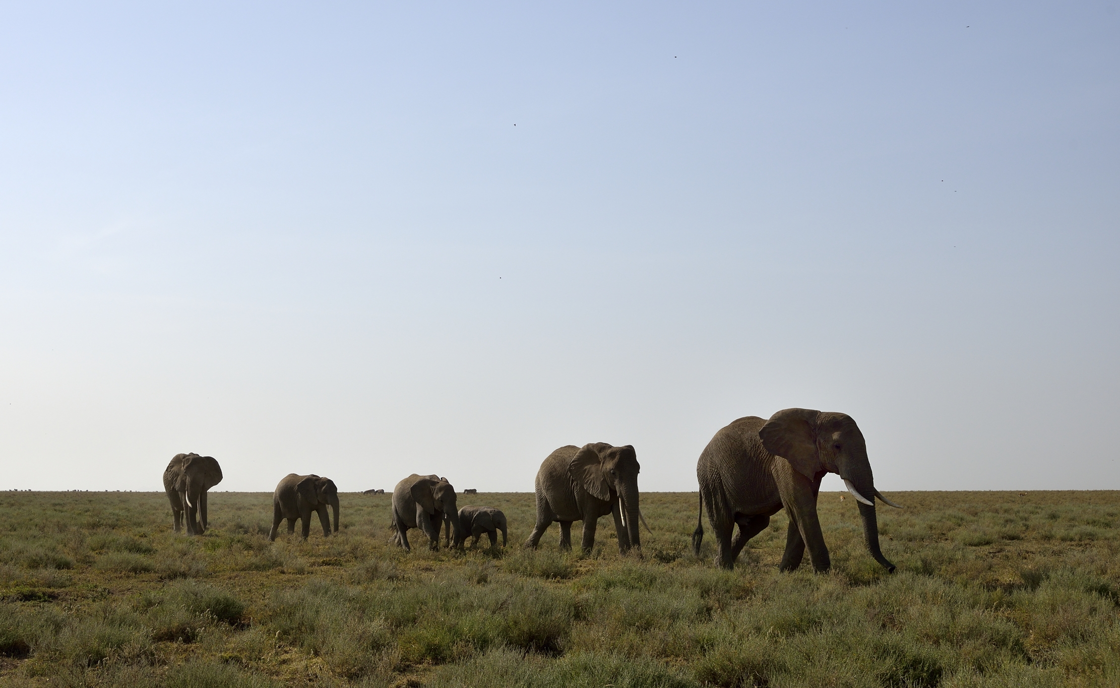 Tanzania 2015 - Elephants...