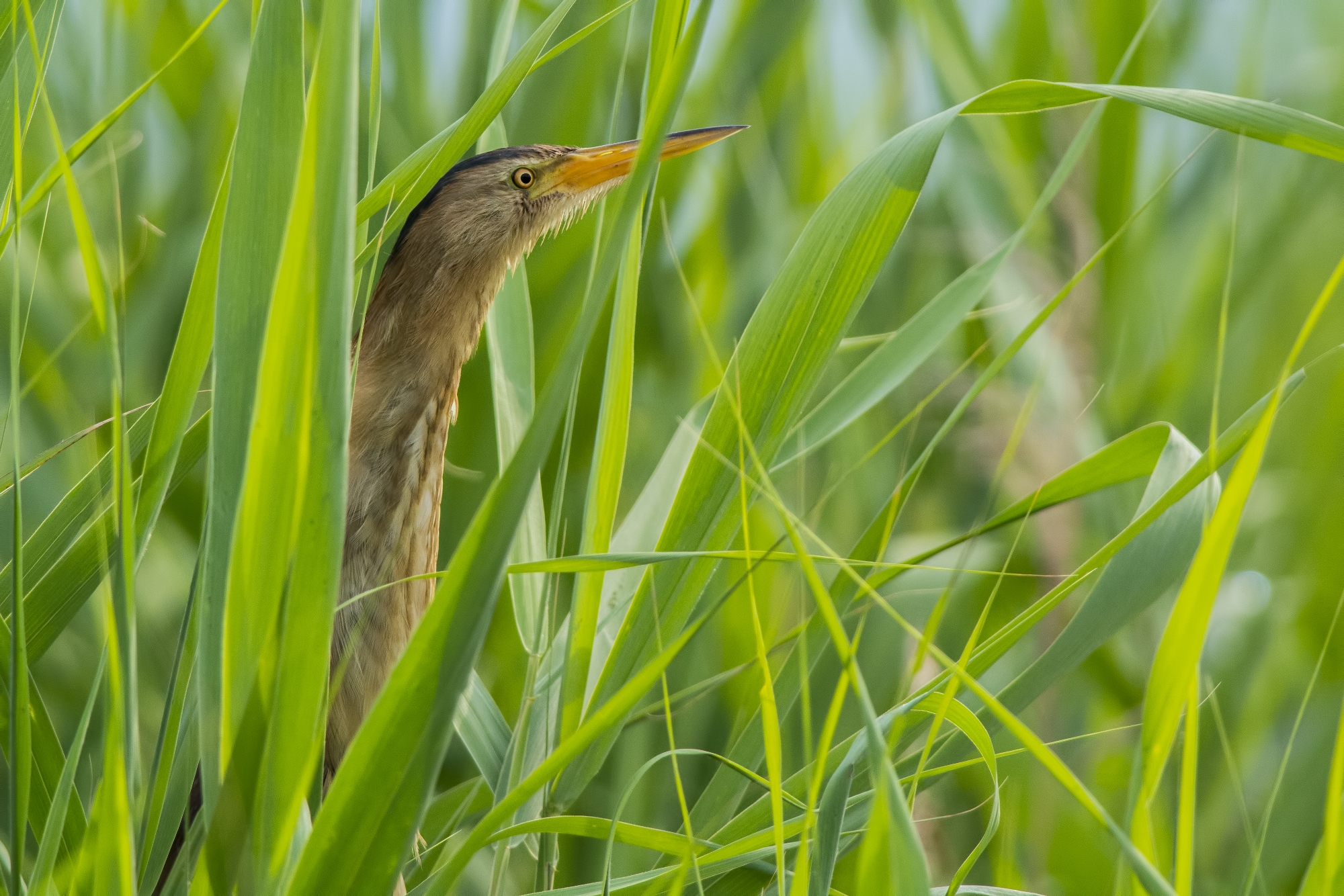 Bittern...