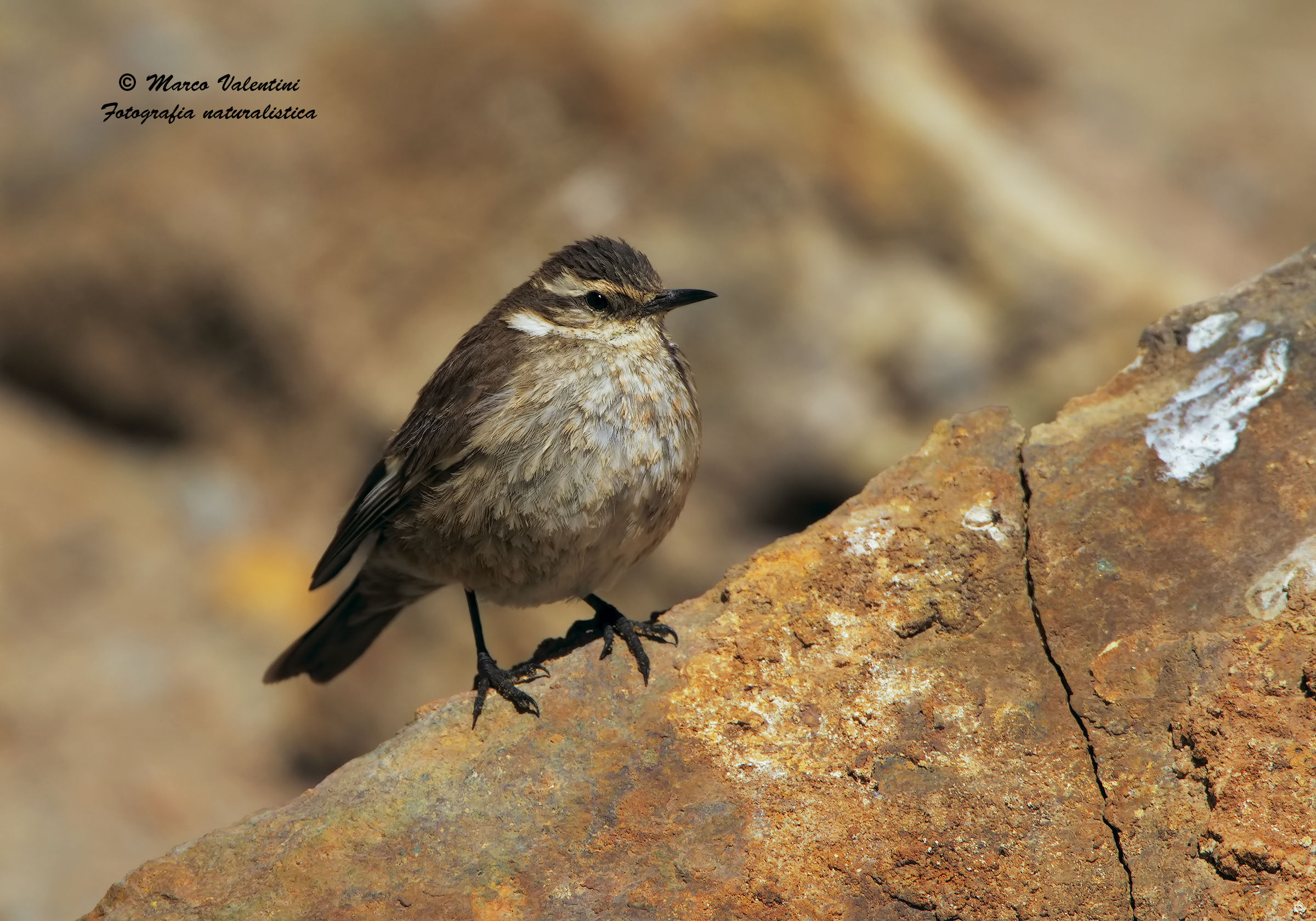 Another dipper...