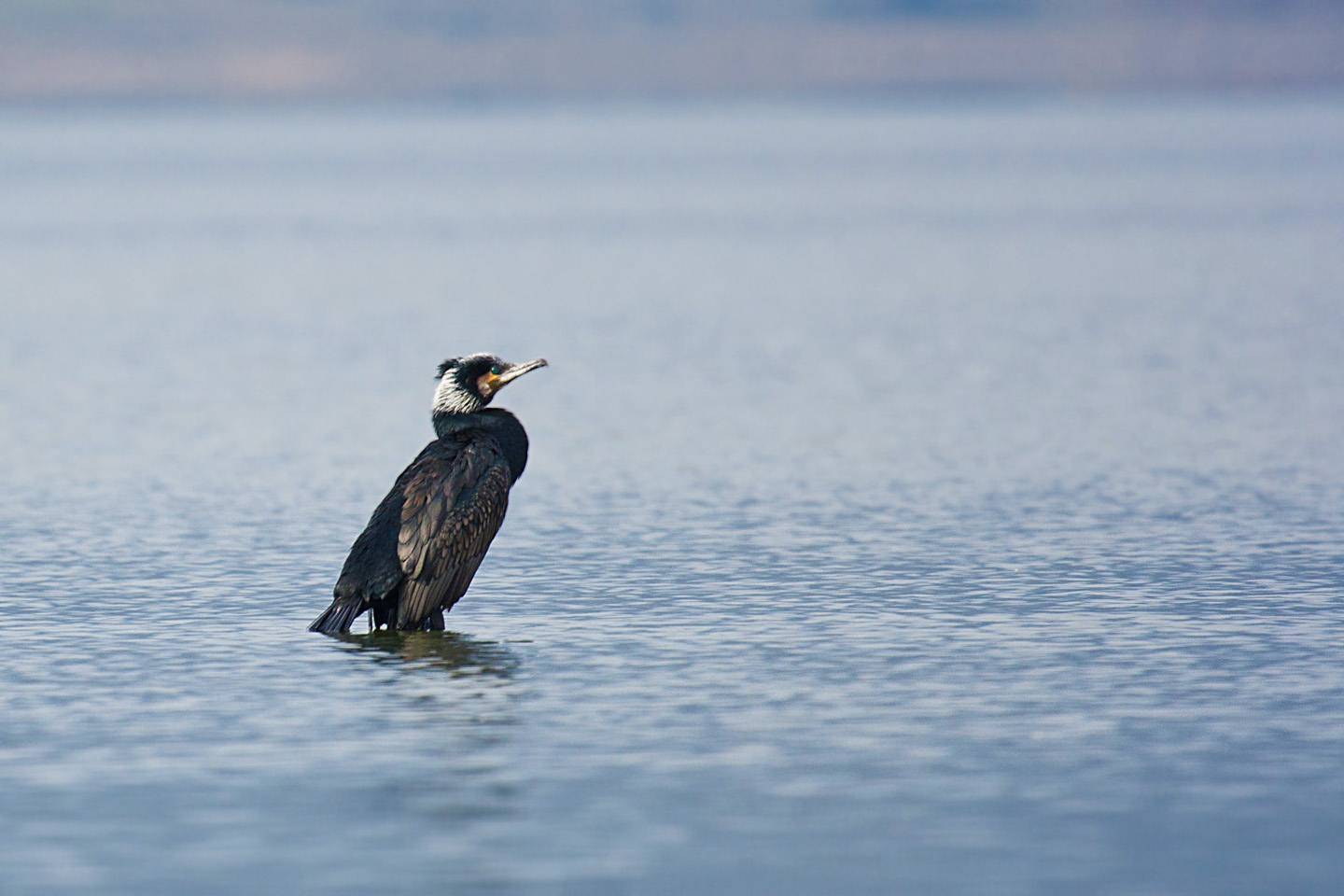 Cormorant...