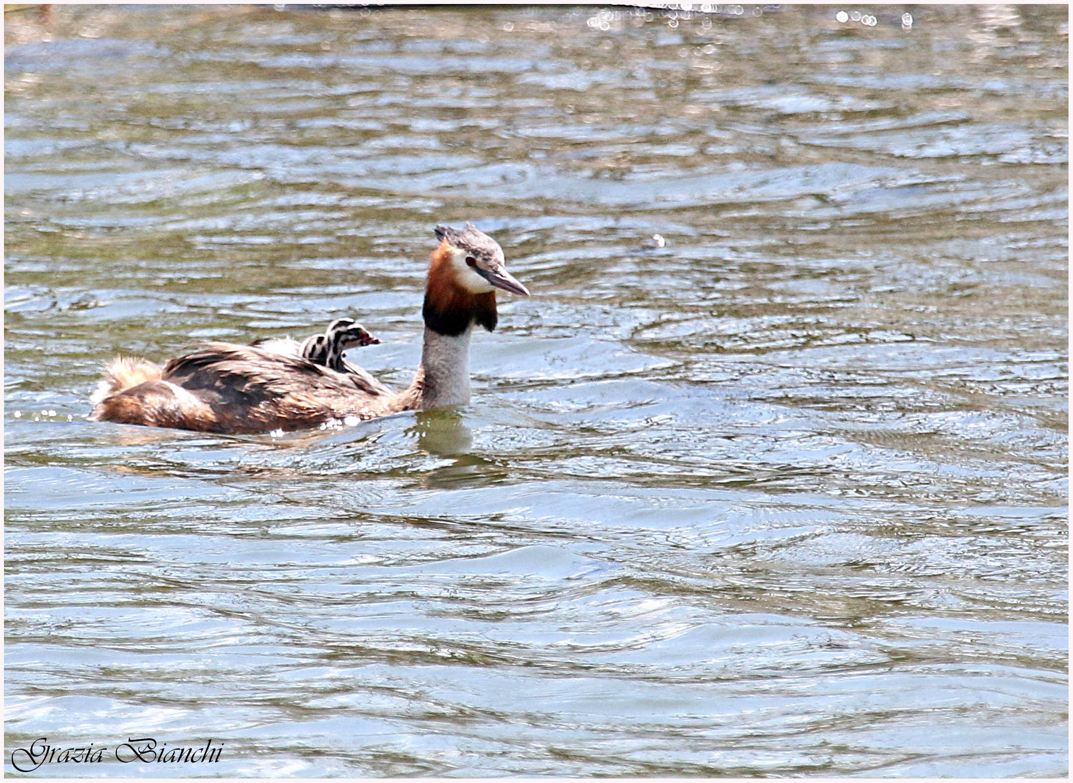 Mother grebe with small board - Oasi La Valle - Lake...
