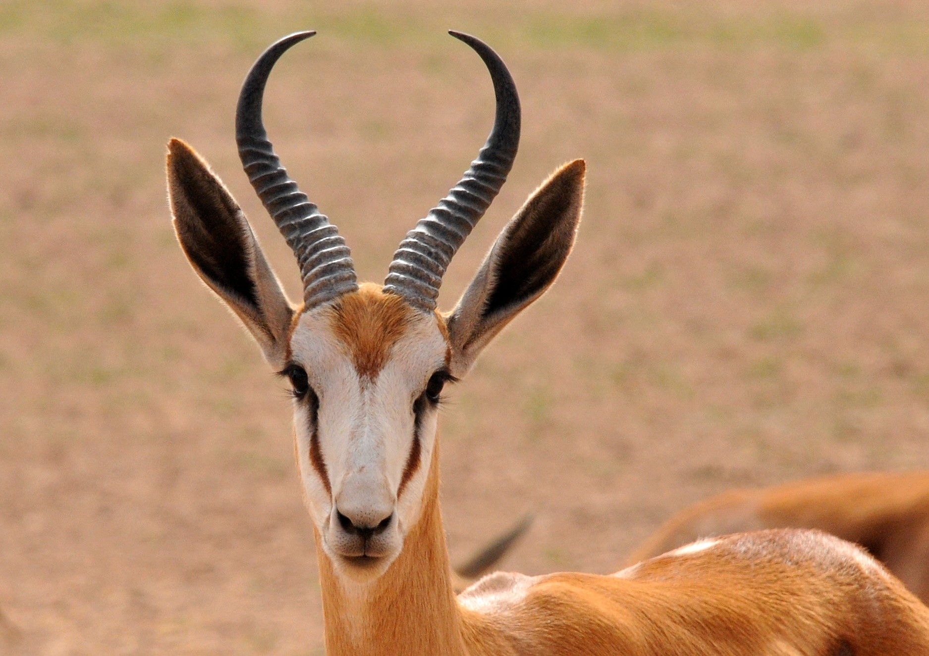 gazelle...