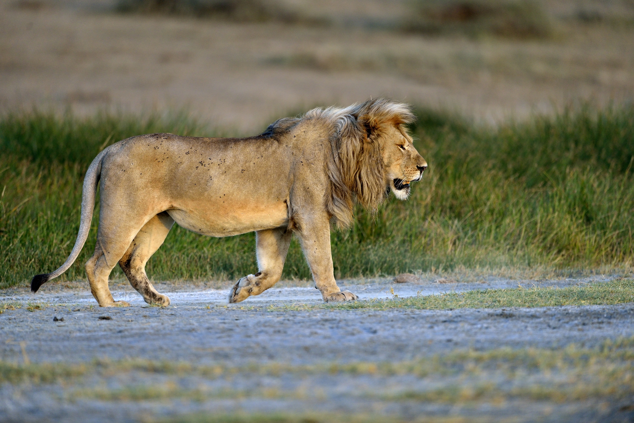 Tanzania 2015  - Lion...