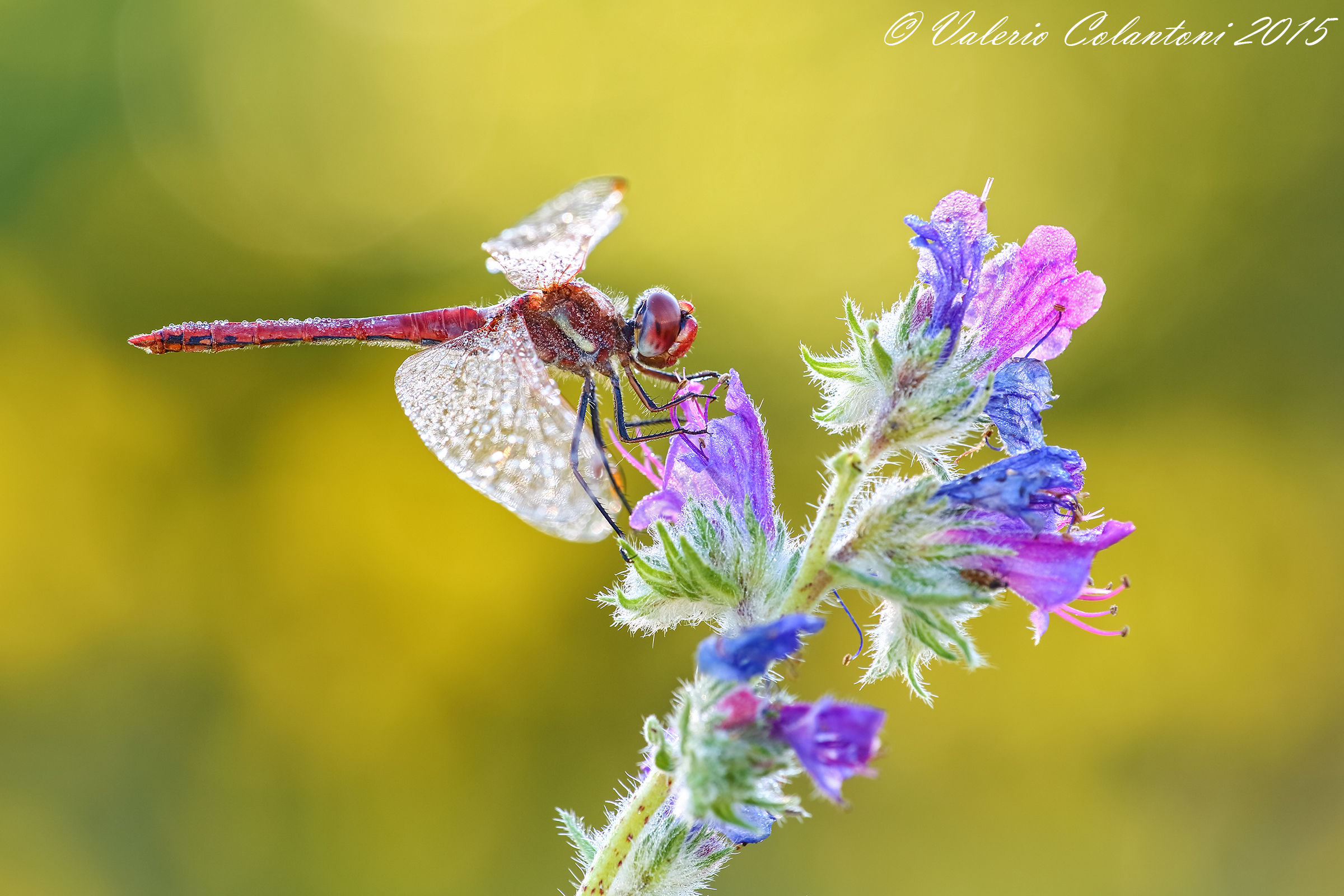 Sympetrum fonscolombii......