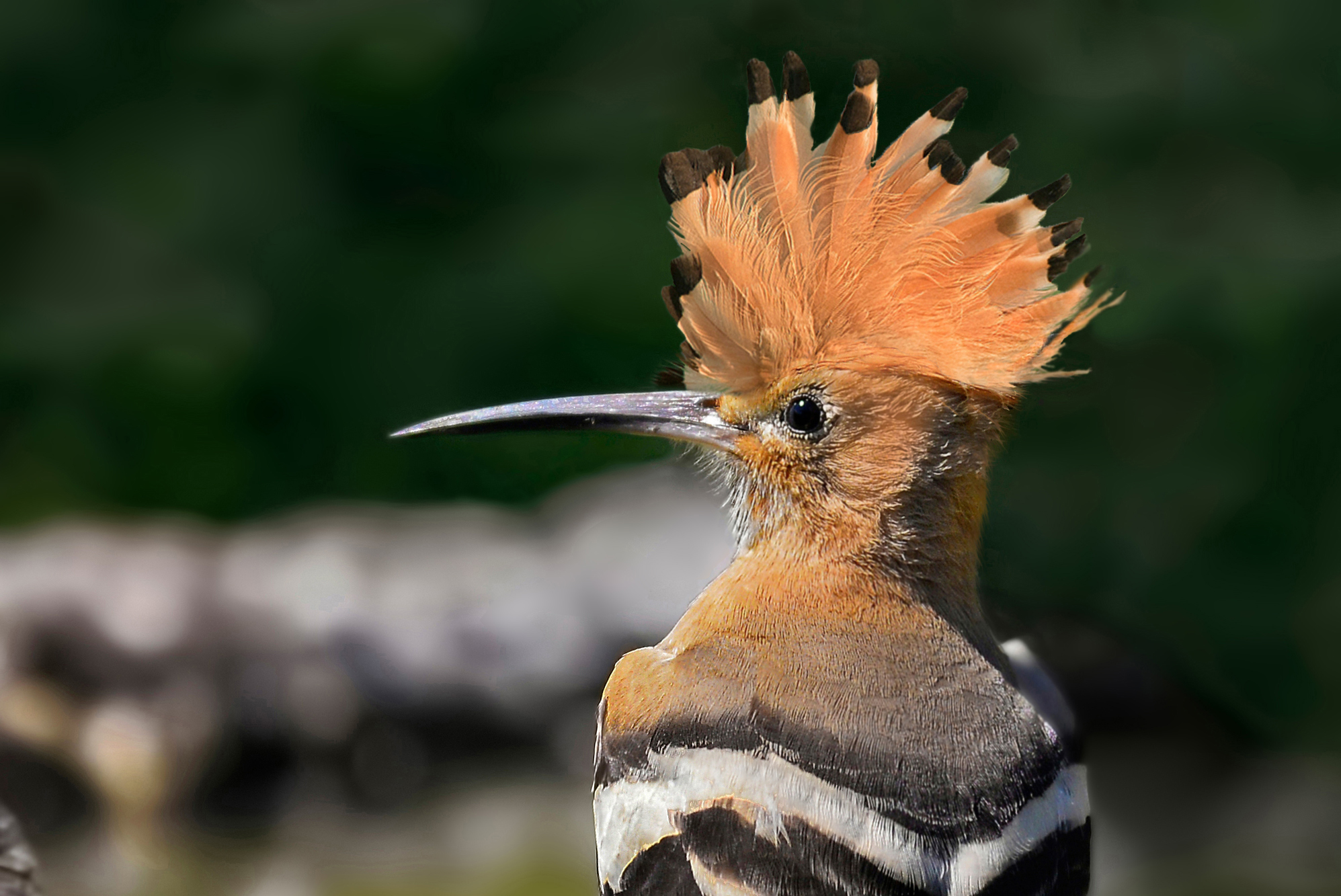 hoopoe...