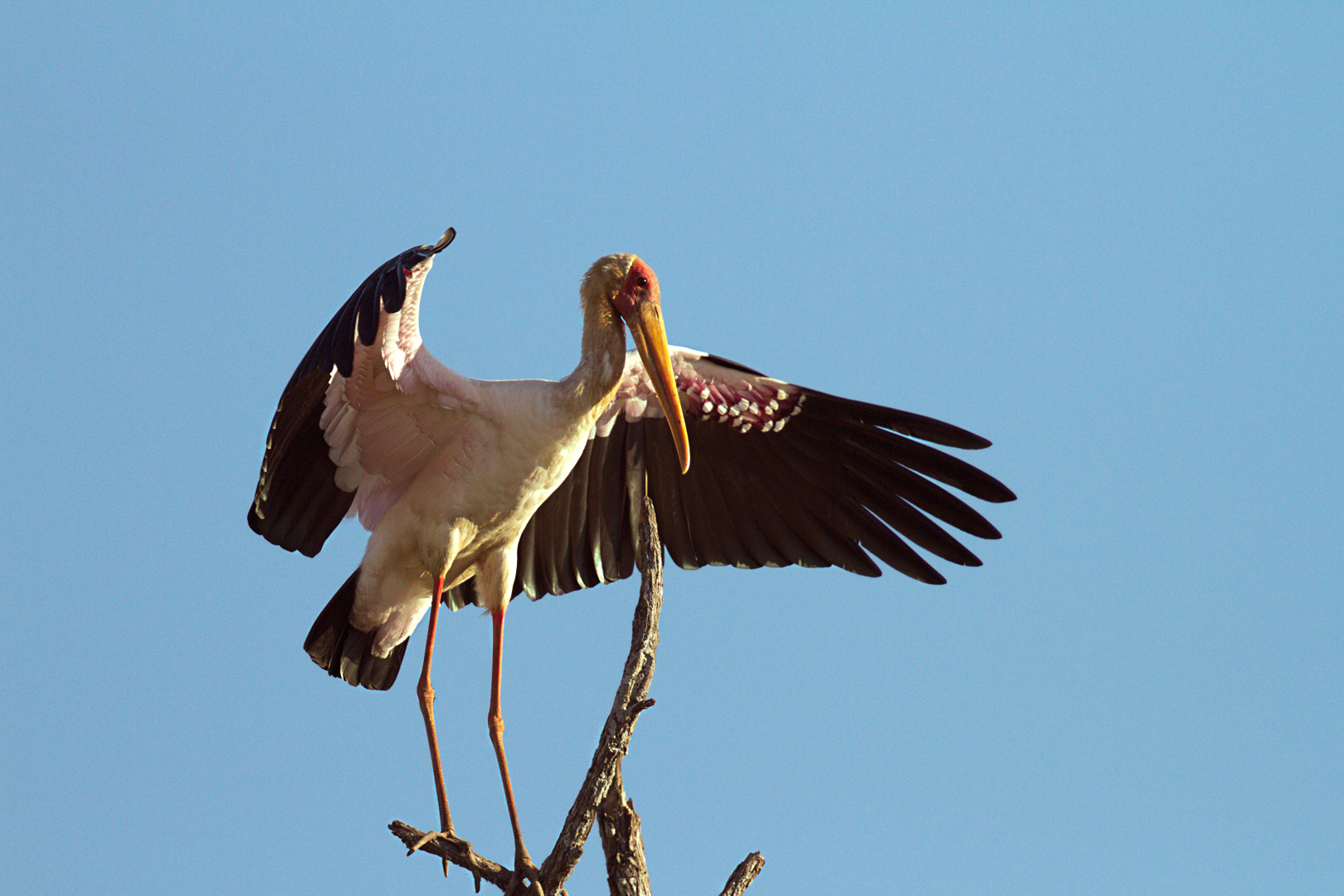 Yellow-billed stork (Mycteria ibis)...