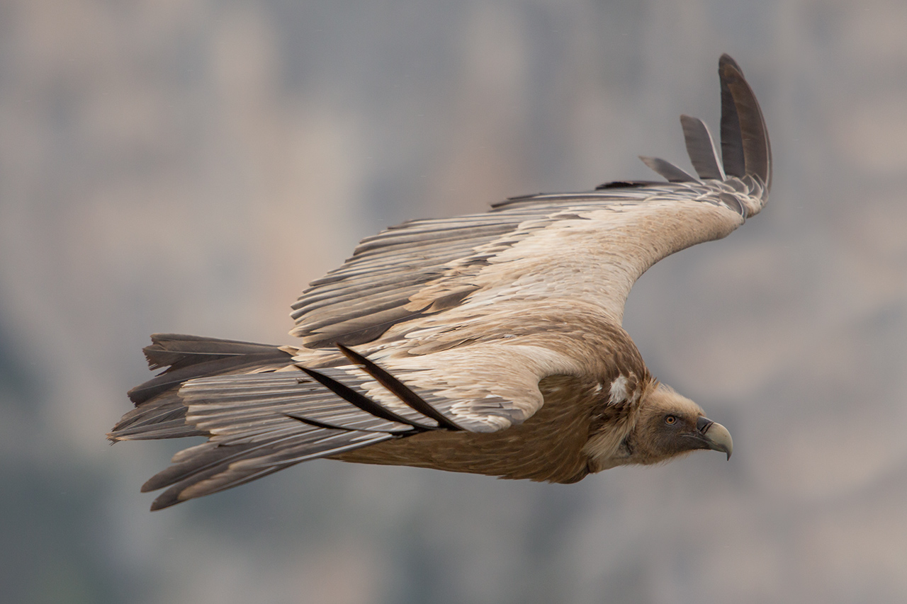 Griffon vulture in flight...
