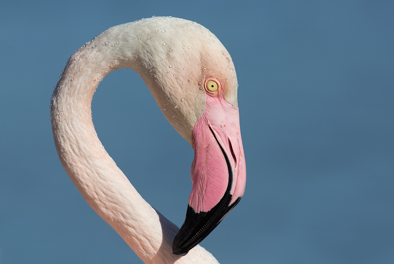 Portrait, Pink Flamingo...