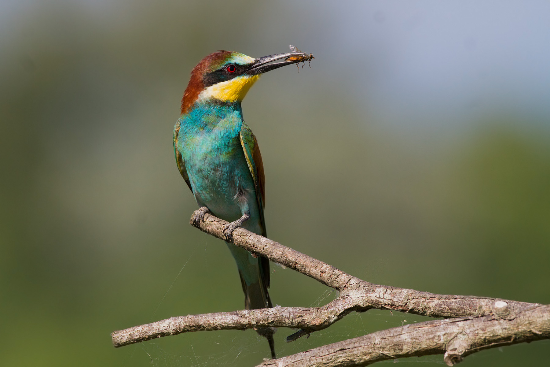 Eater with bombus - Bee eater with bombus...