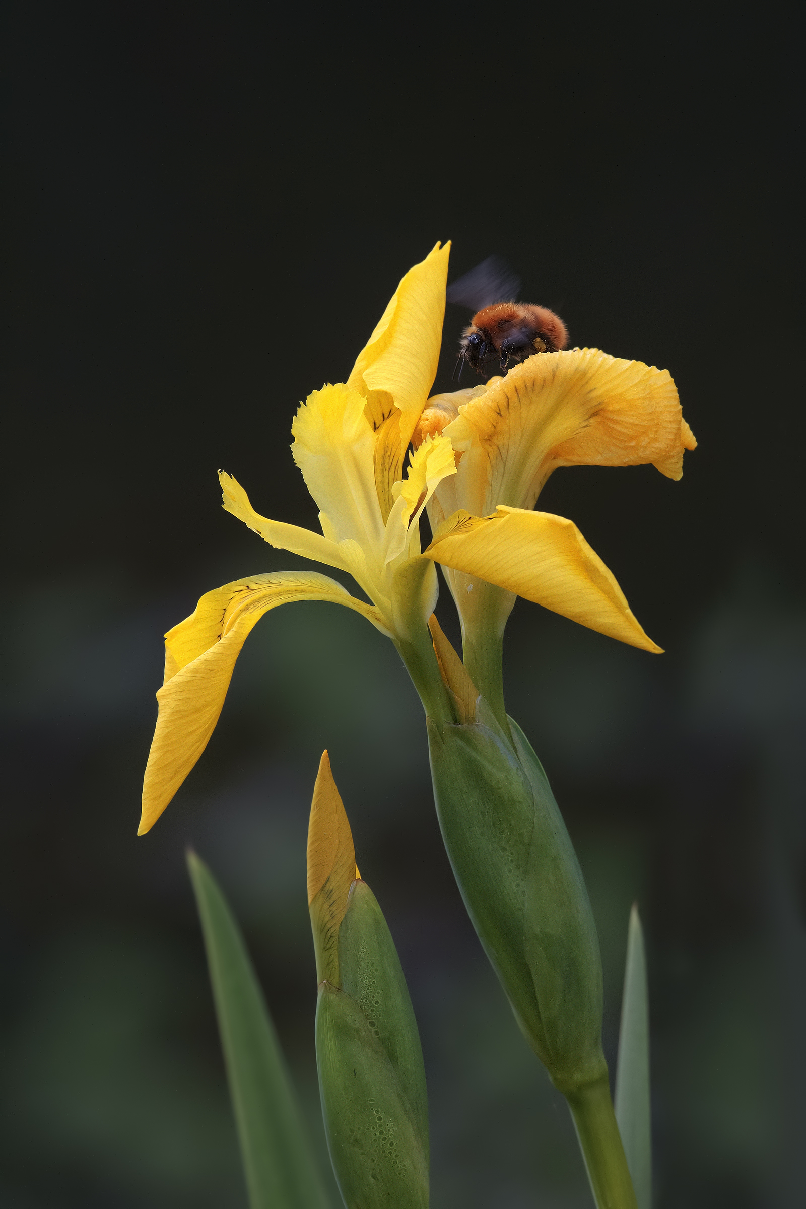 Iris and insect...