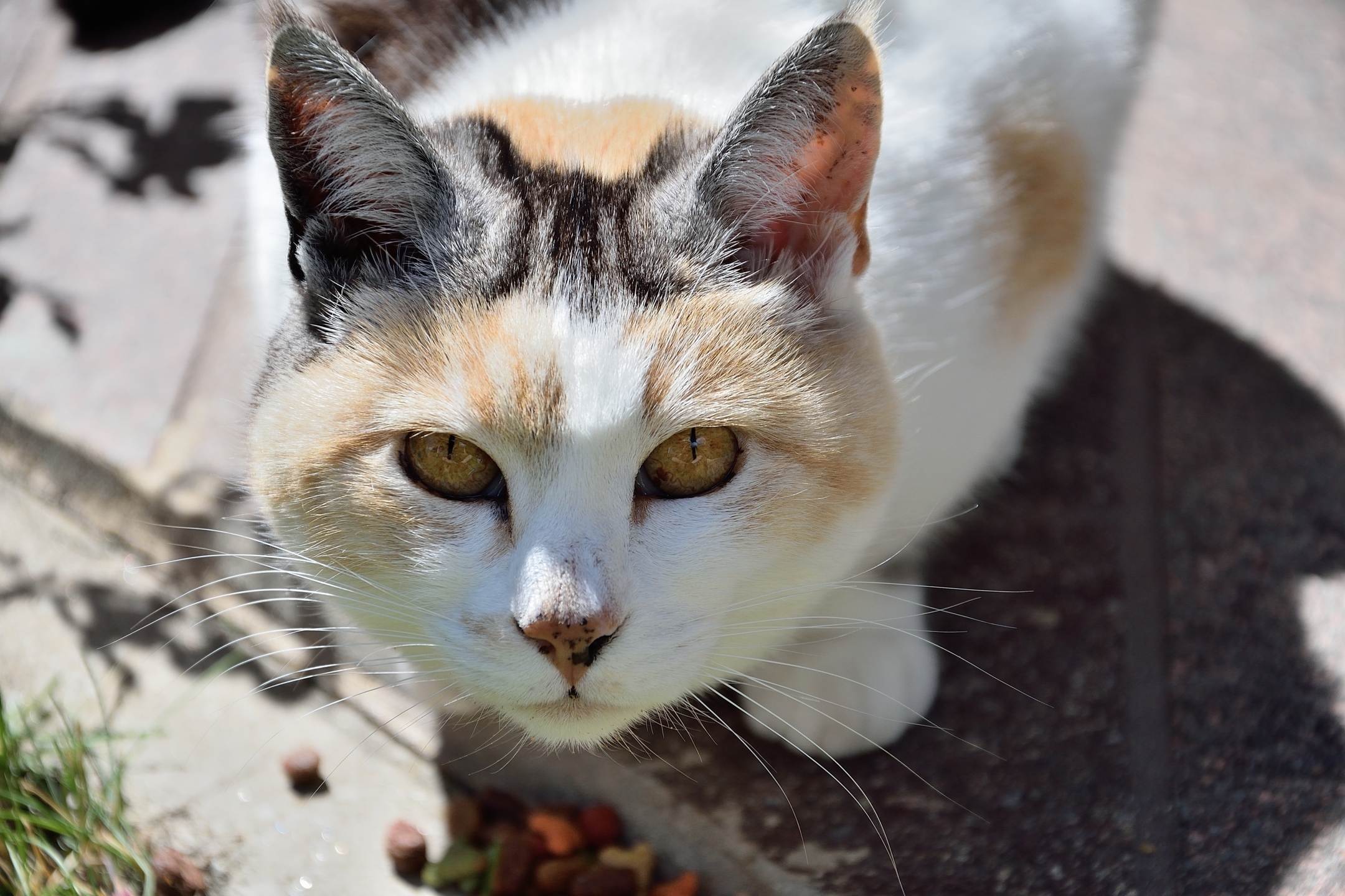 Cat...