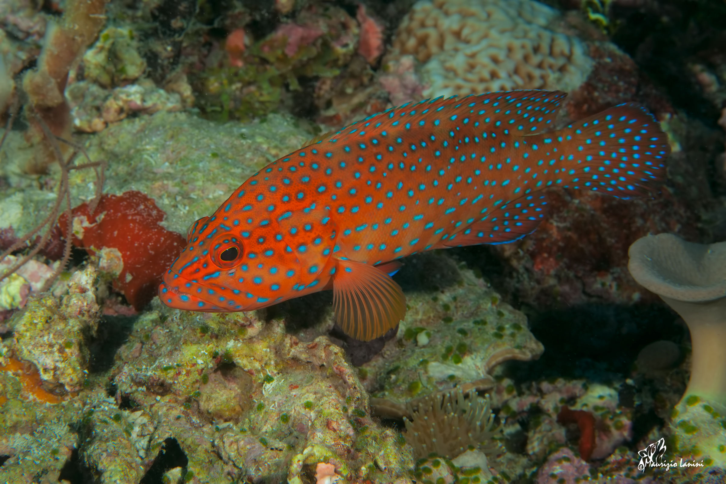 Coral grouper (HD)...