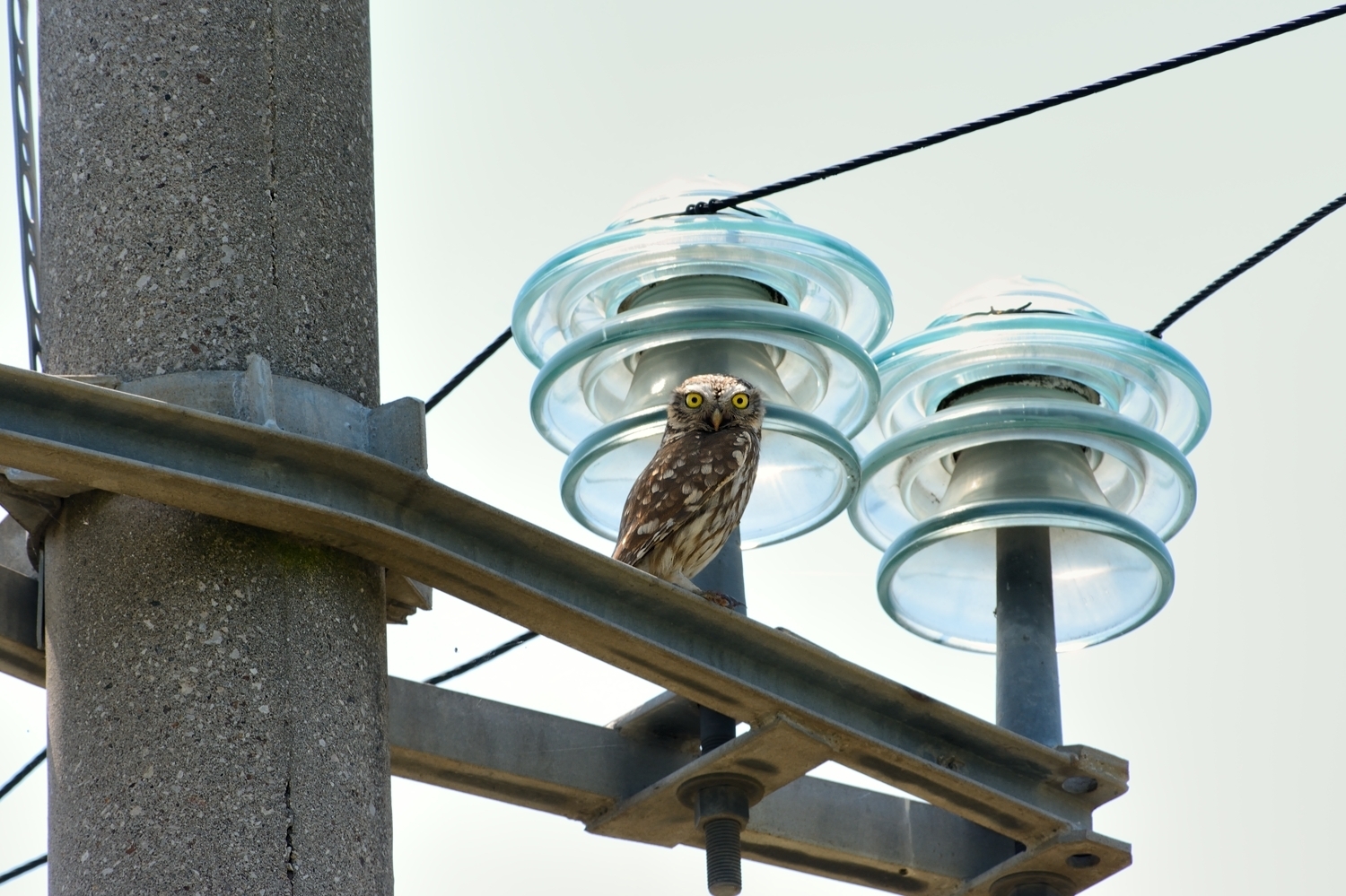 Owl on high voltage....