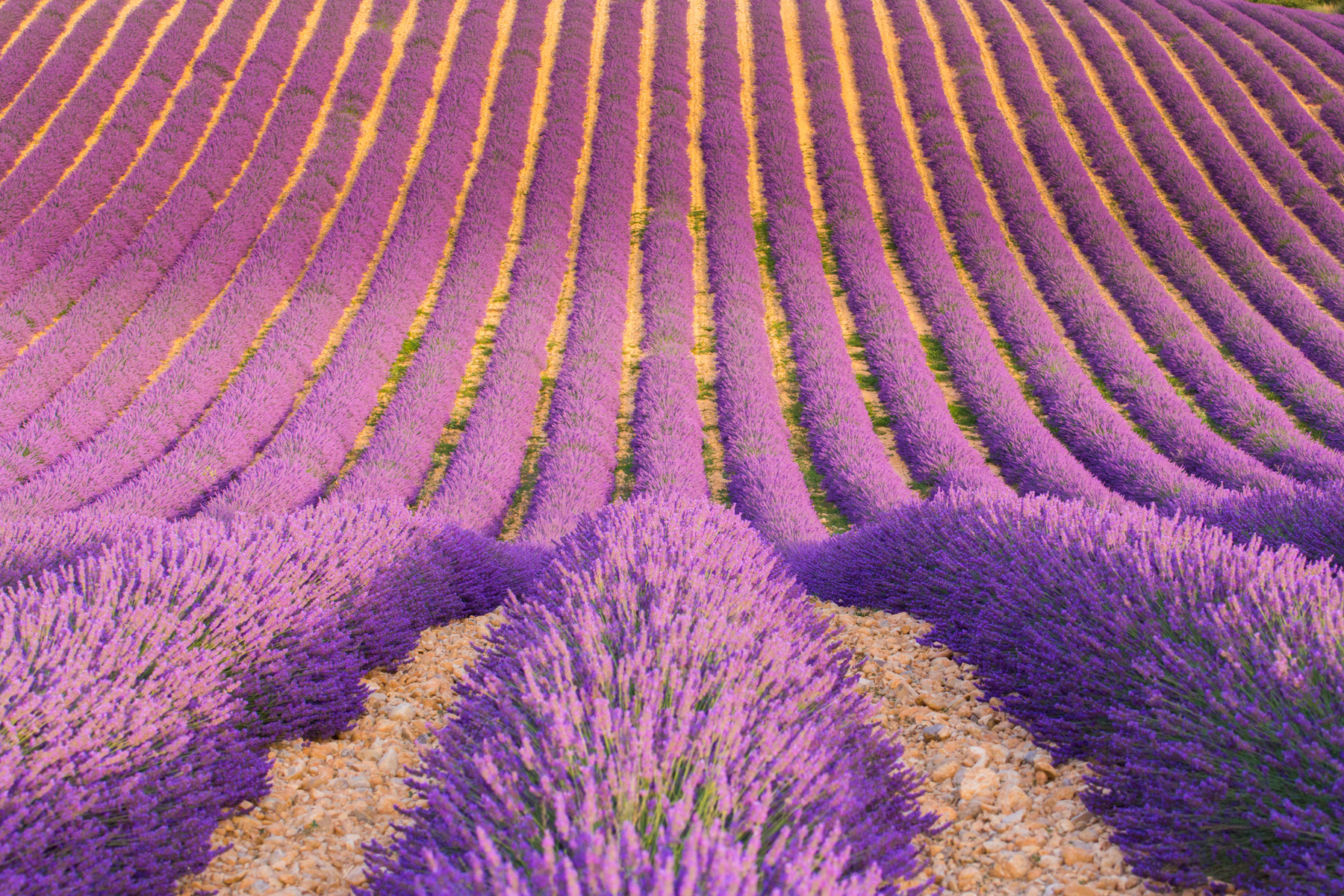 Lavender...