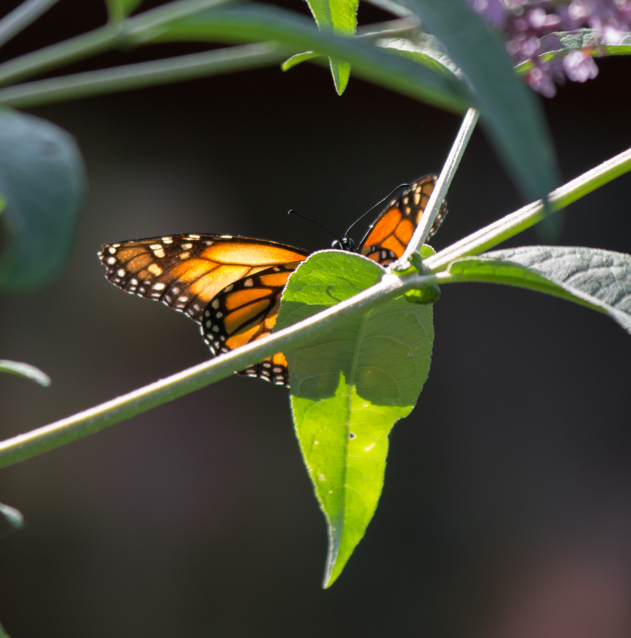 butterfly...