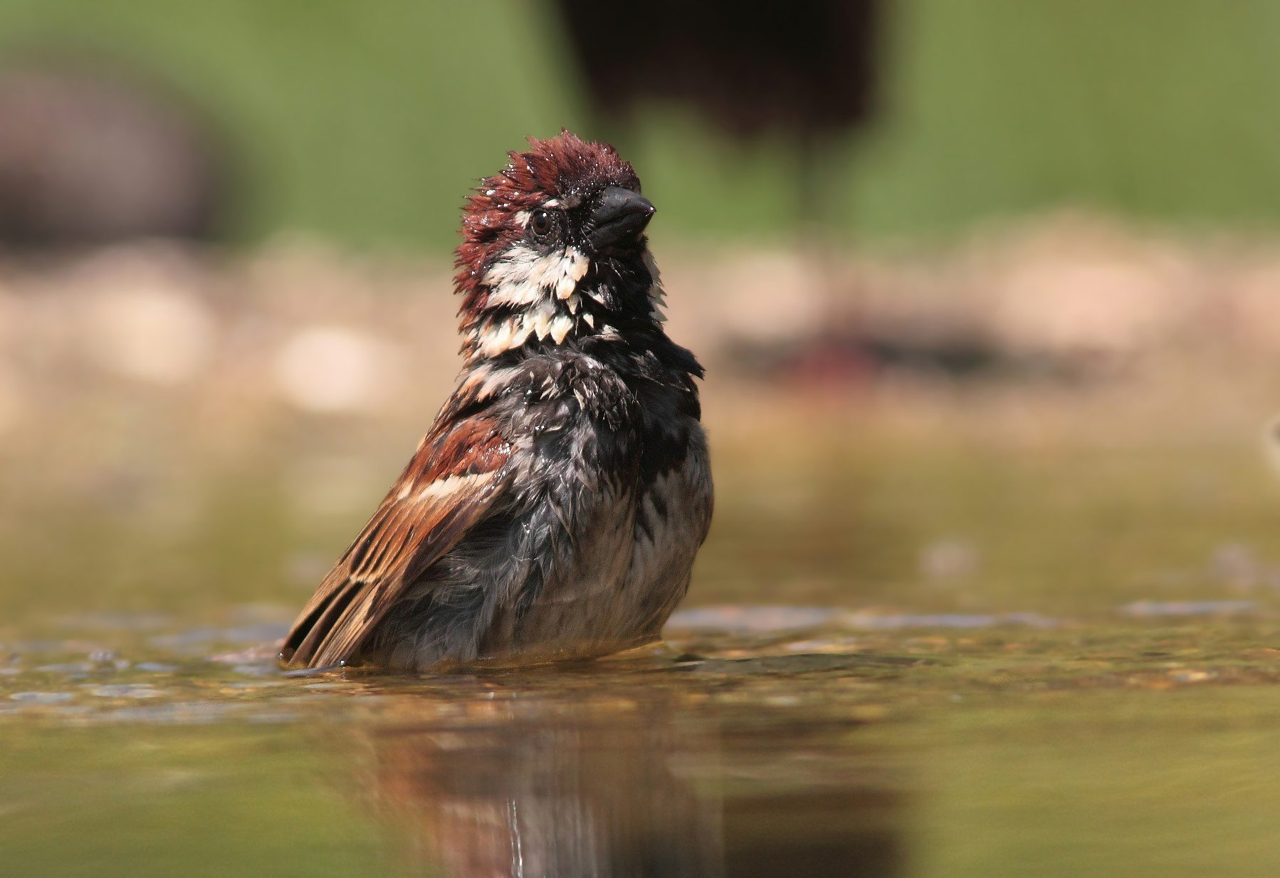Sparrow sparrow wet-flushed...