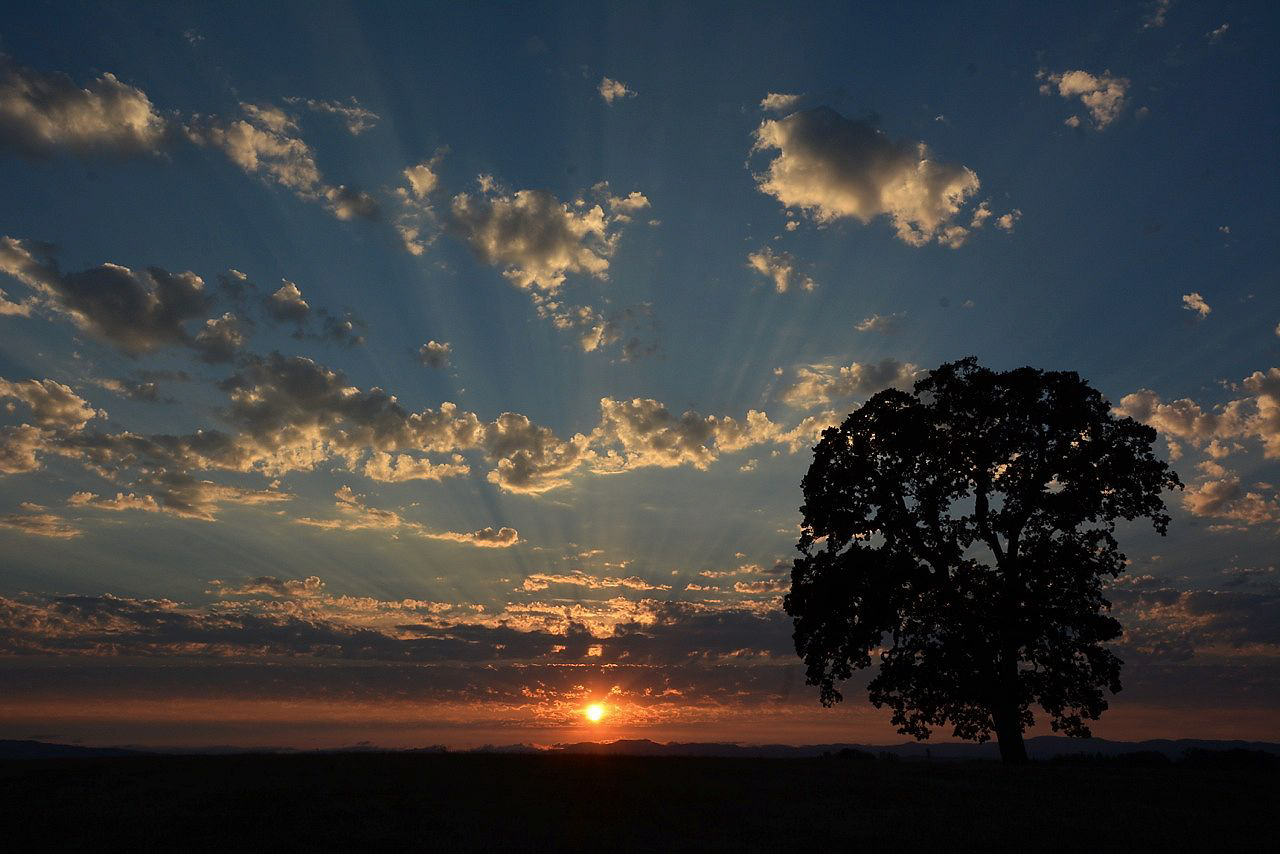 Lone tree at Sunset...
