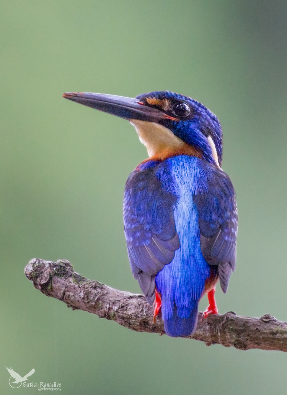 Blue-eared Kingfisher....
