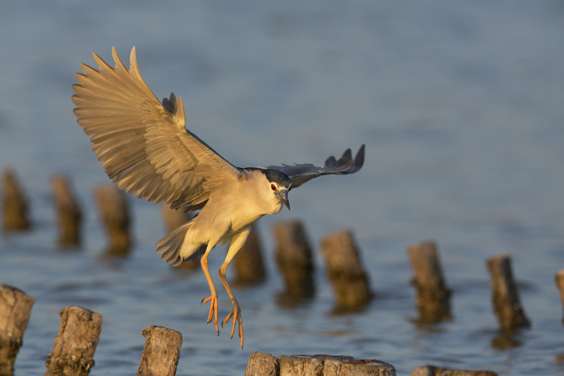 night heron (nycticorax nycticorax) landing...