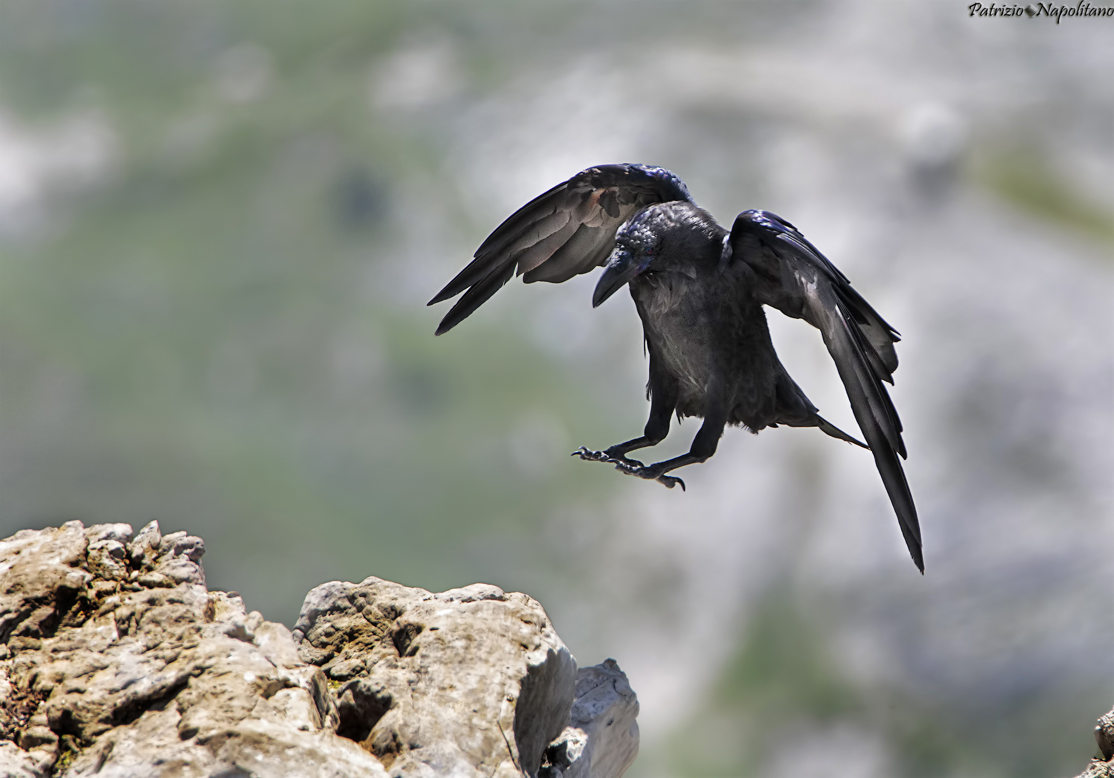 Raven Dolomites...