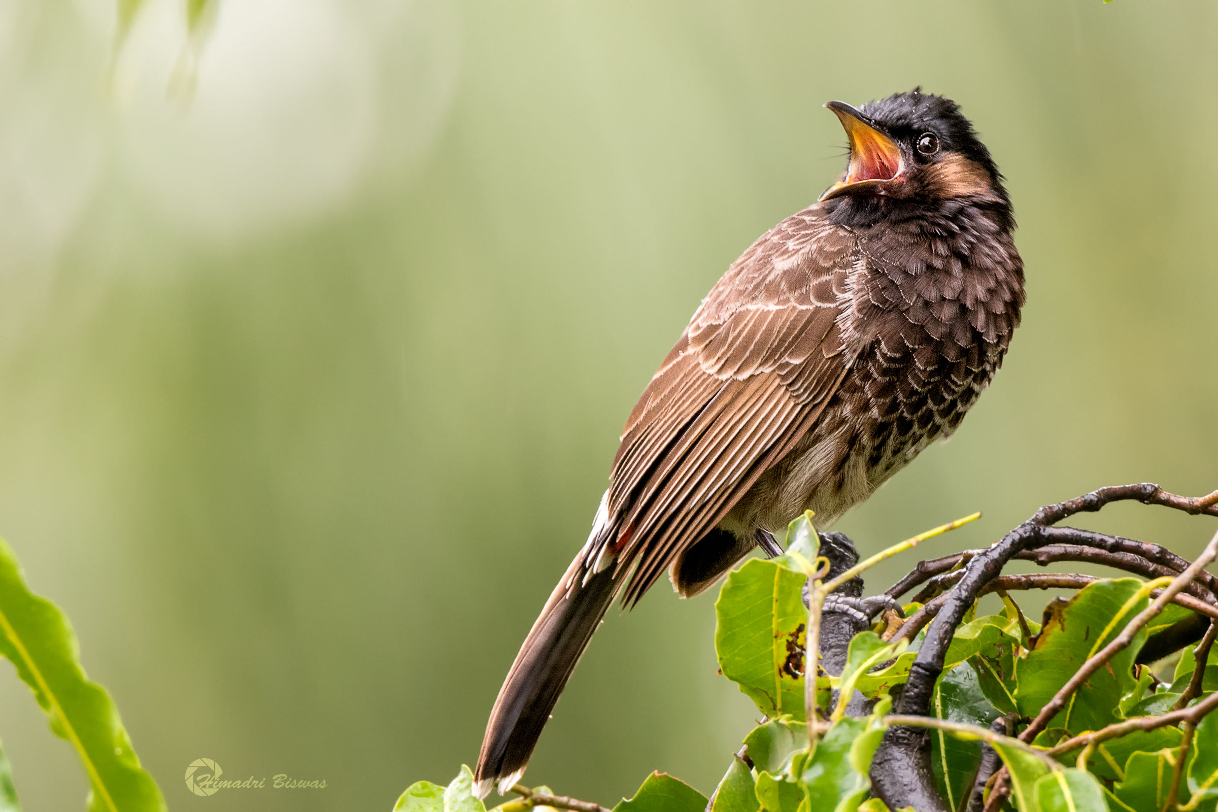 Red vented bulbul...
