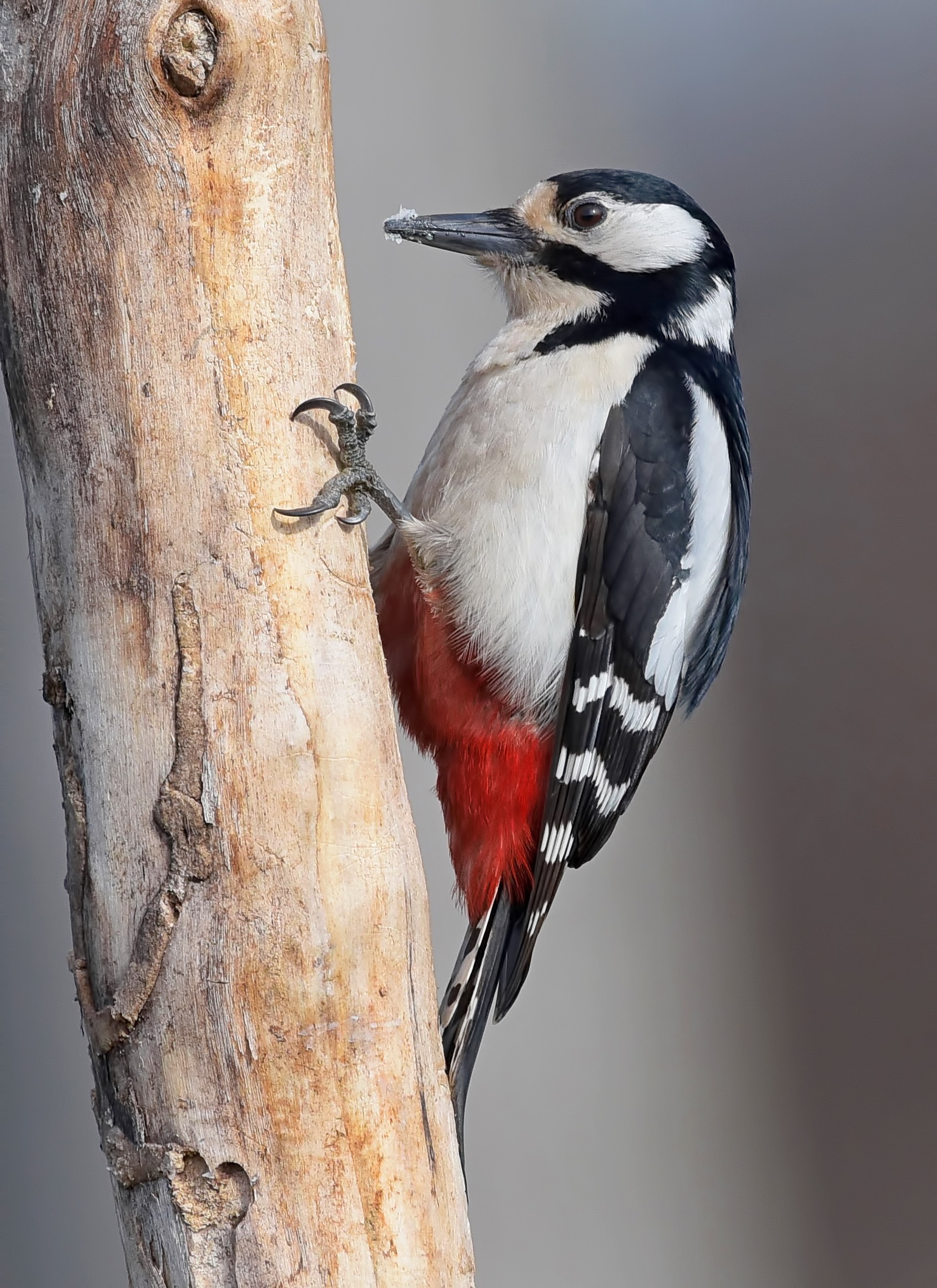 Spotted Woodpecker!...