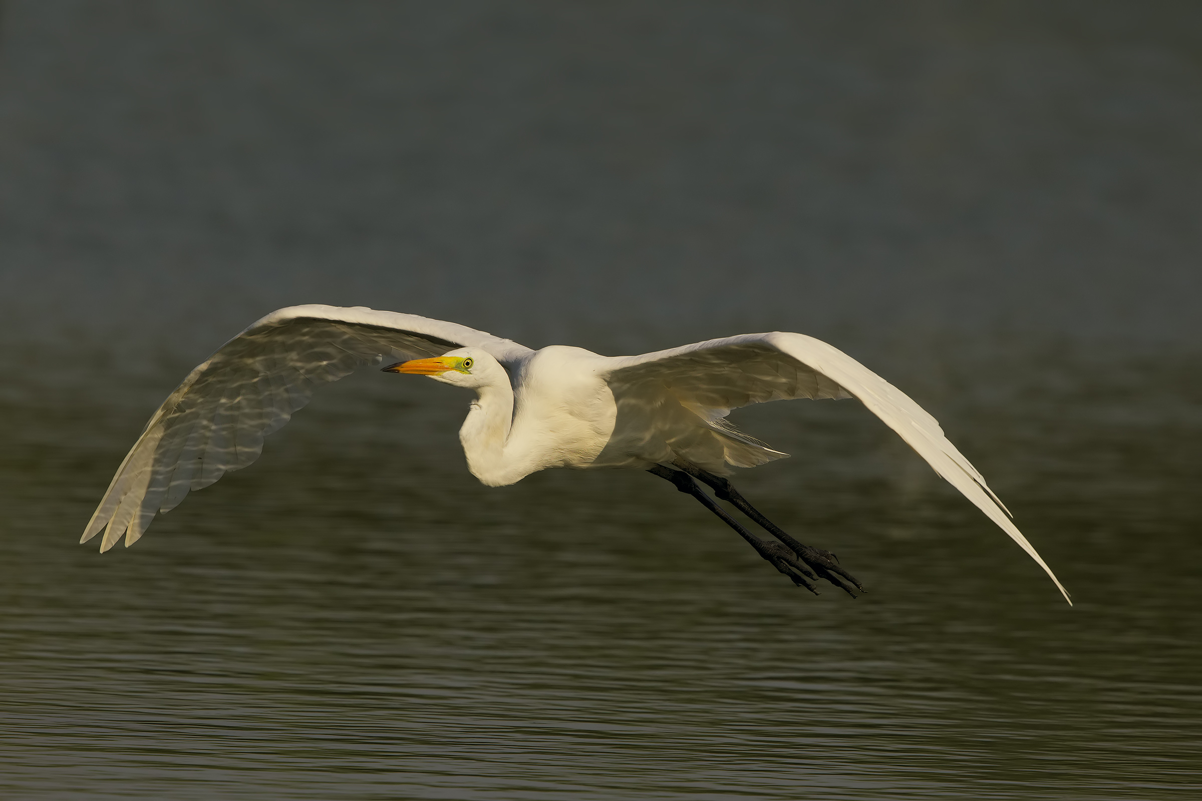 White egret in flight 1...