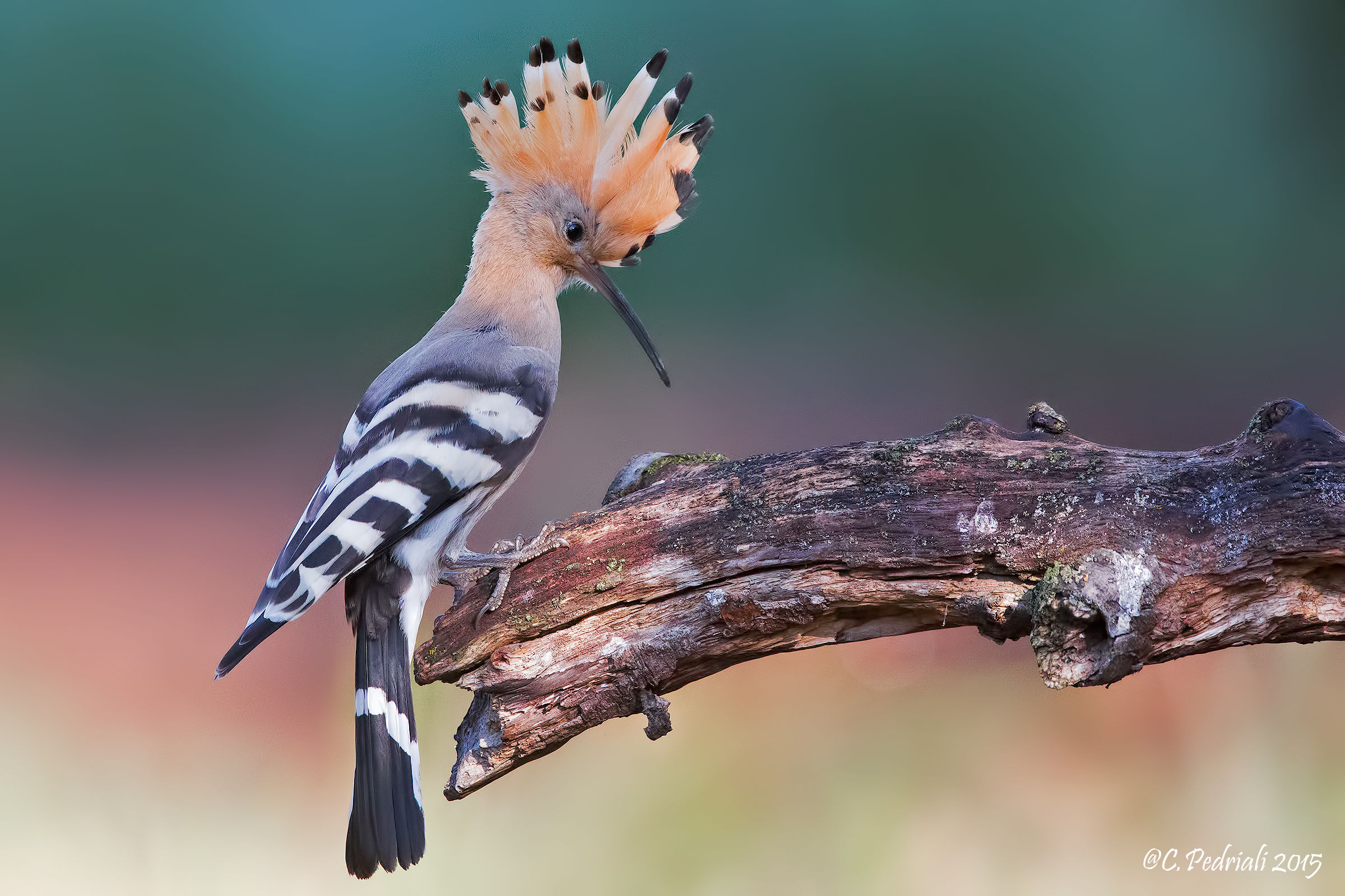Hoopoe .. coming to roost ......