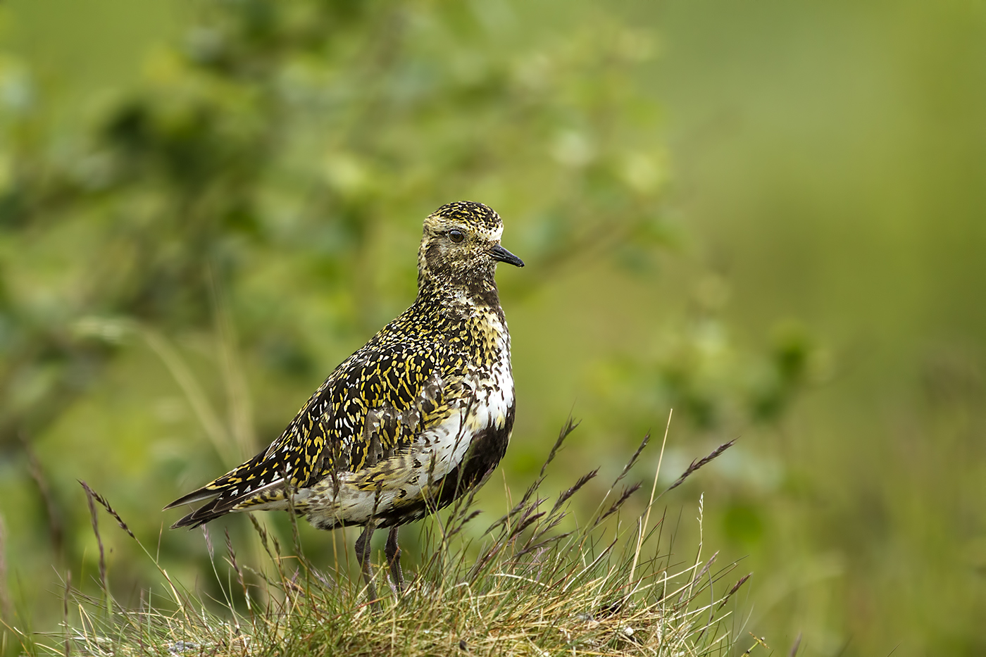 Golden Plover...