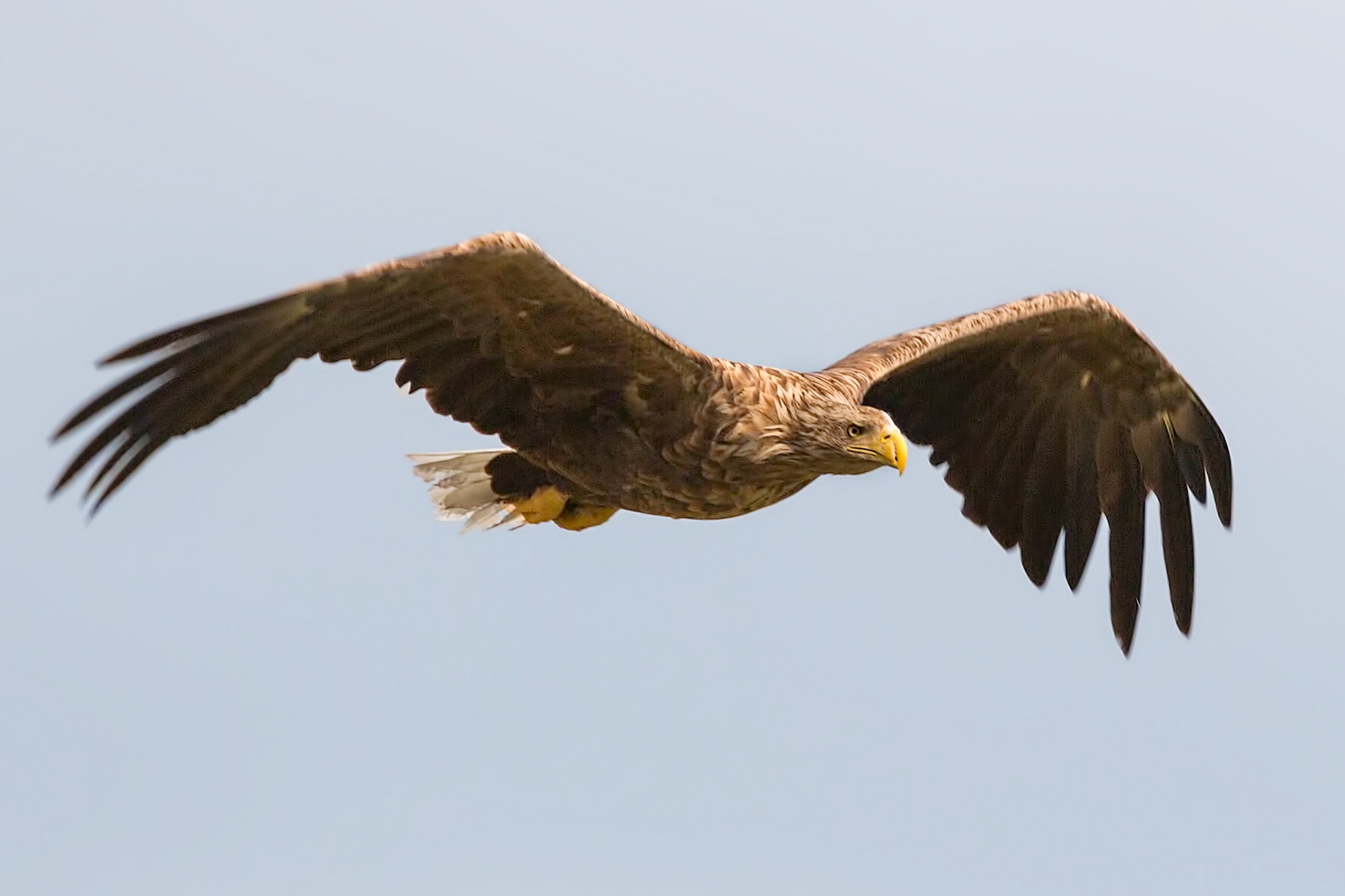 White-tailed sea eagle...