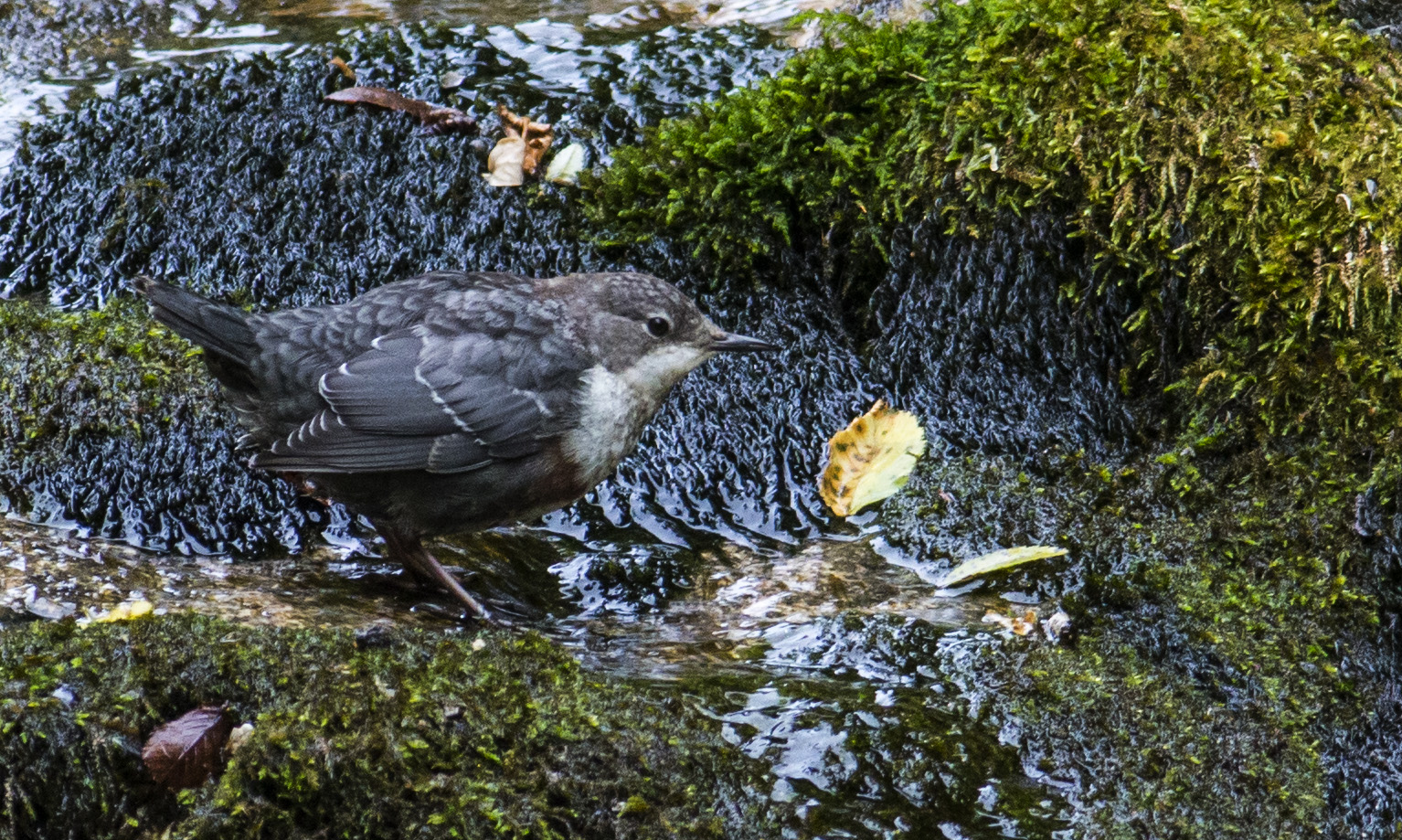 Dipper young...