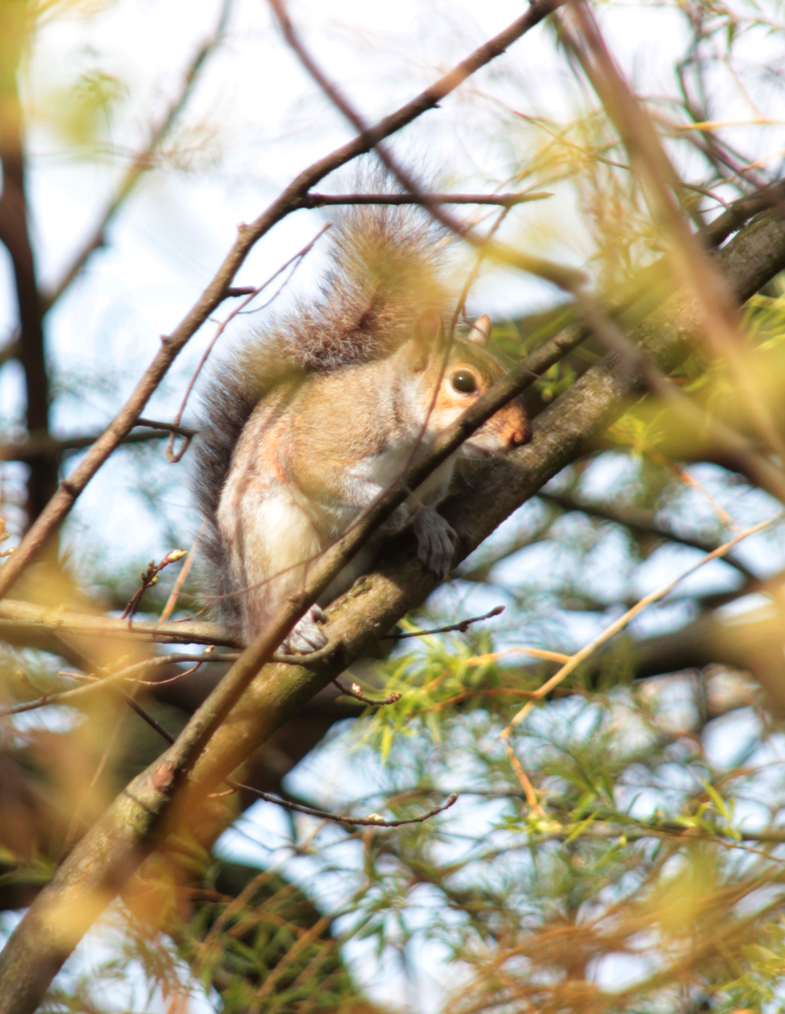 Squirrel Hyde Park - London...