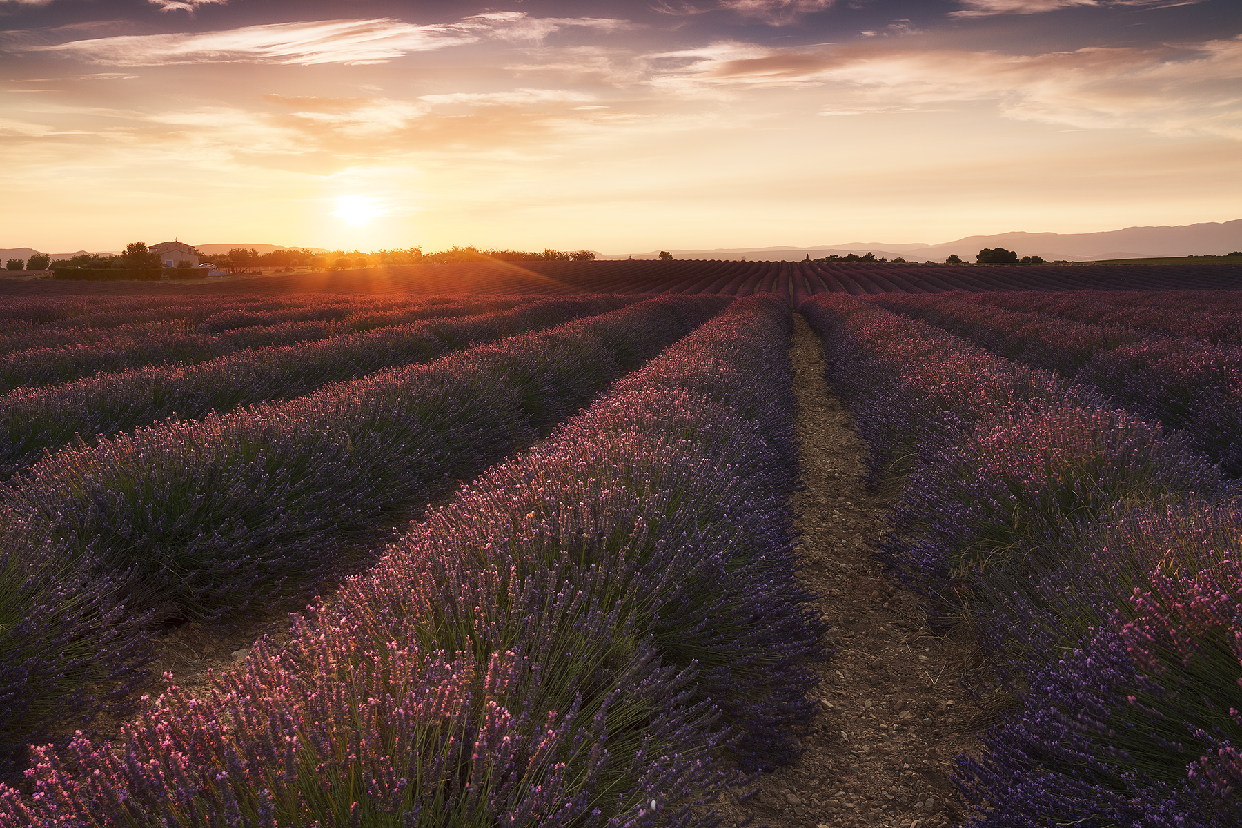 Sunset in lavender...