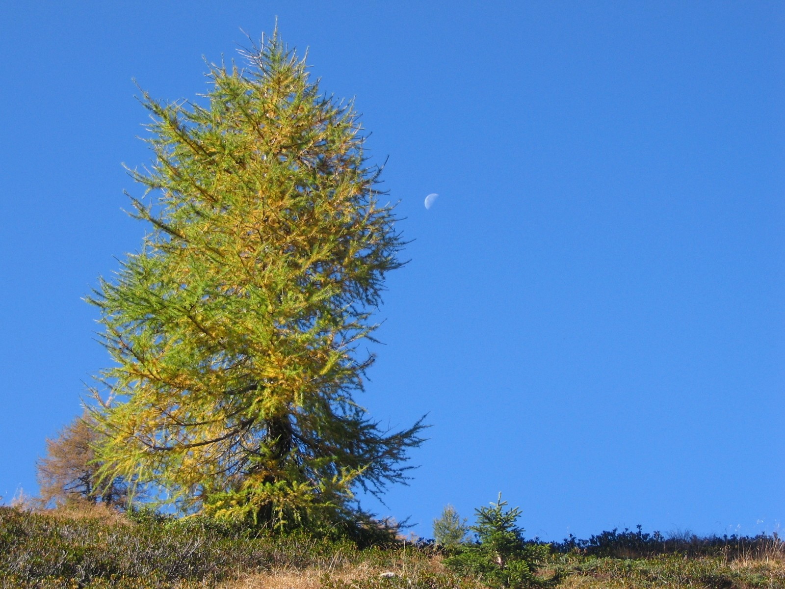 Larch lonely...