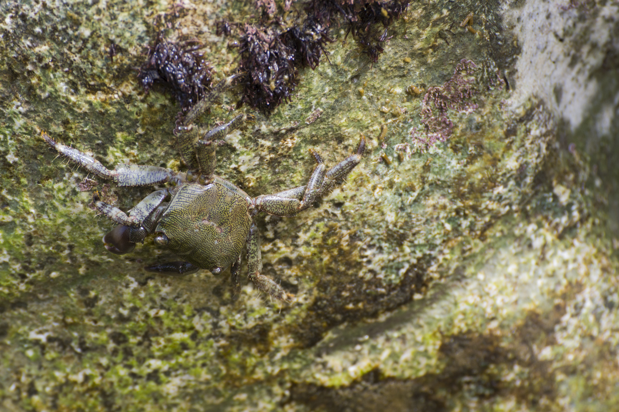A crab camouflage...