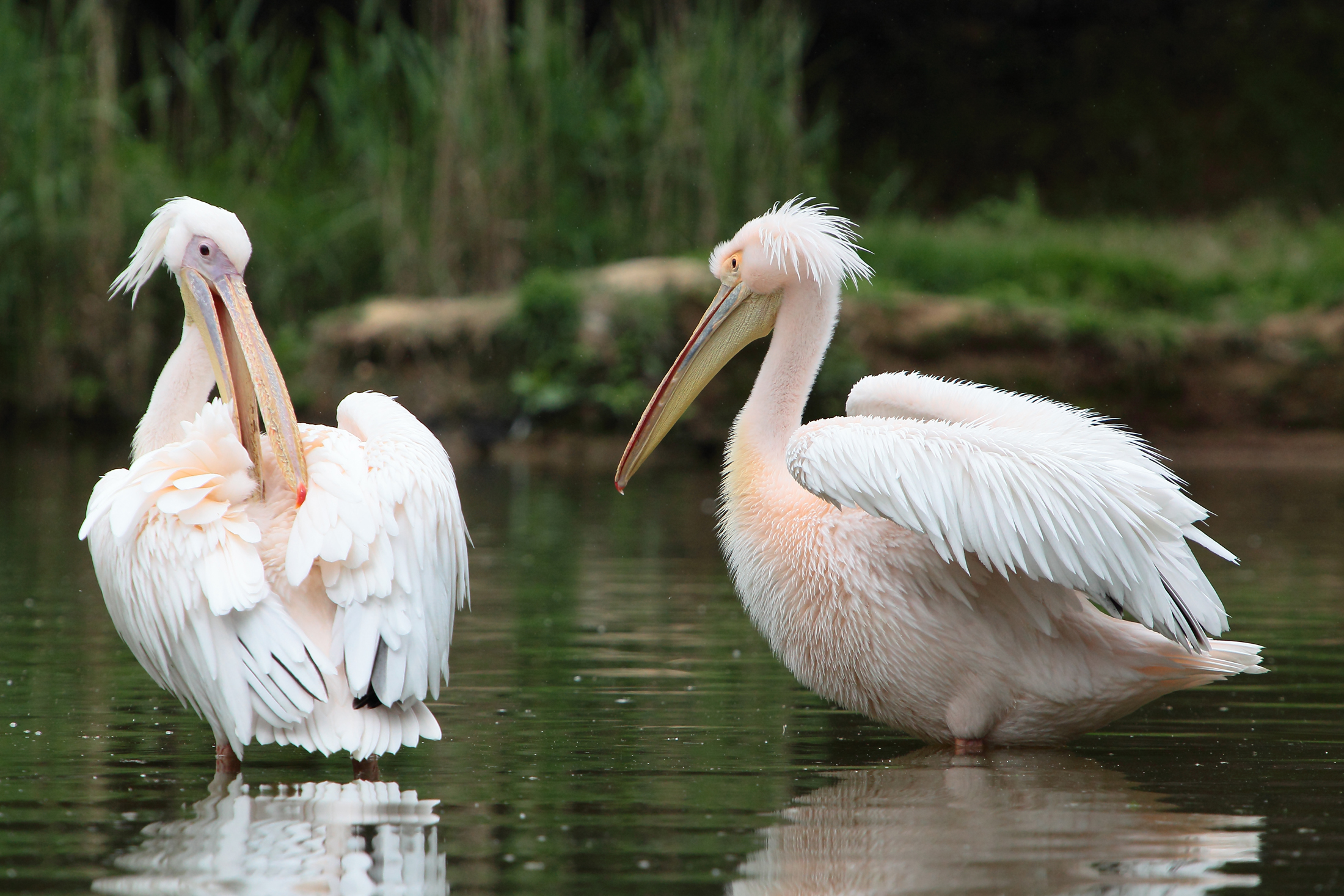 Pair of pelicans...