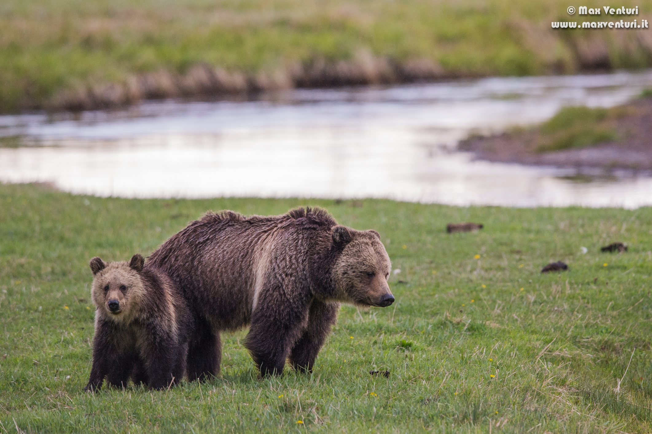 Orso Grizzly - Grizzly Bear...