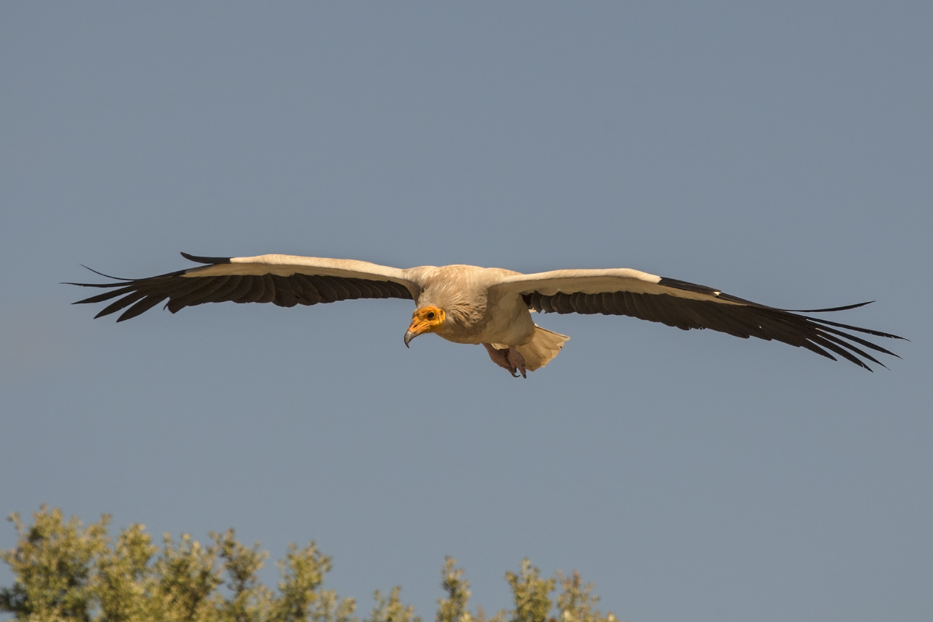 Egyptian vulture Neophron percnopterus...