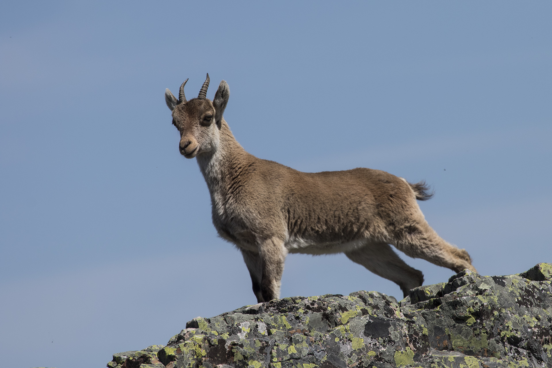 Iberian young ibex Capra pyrenaica...