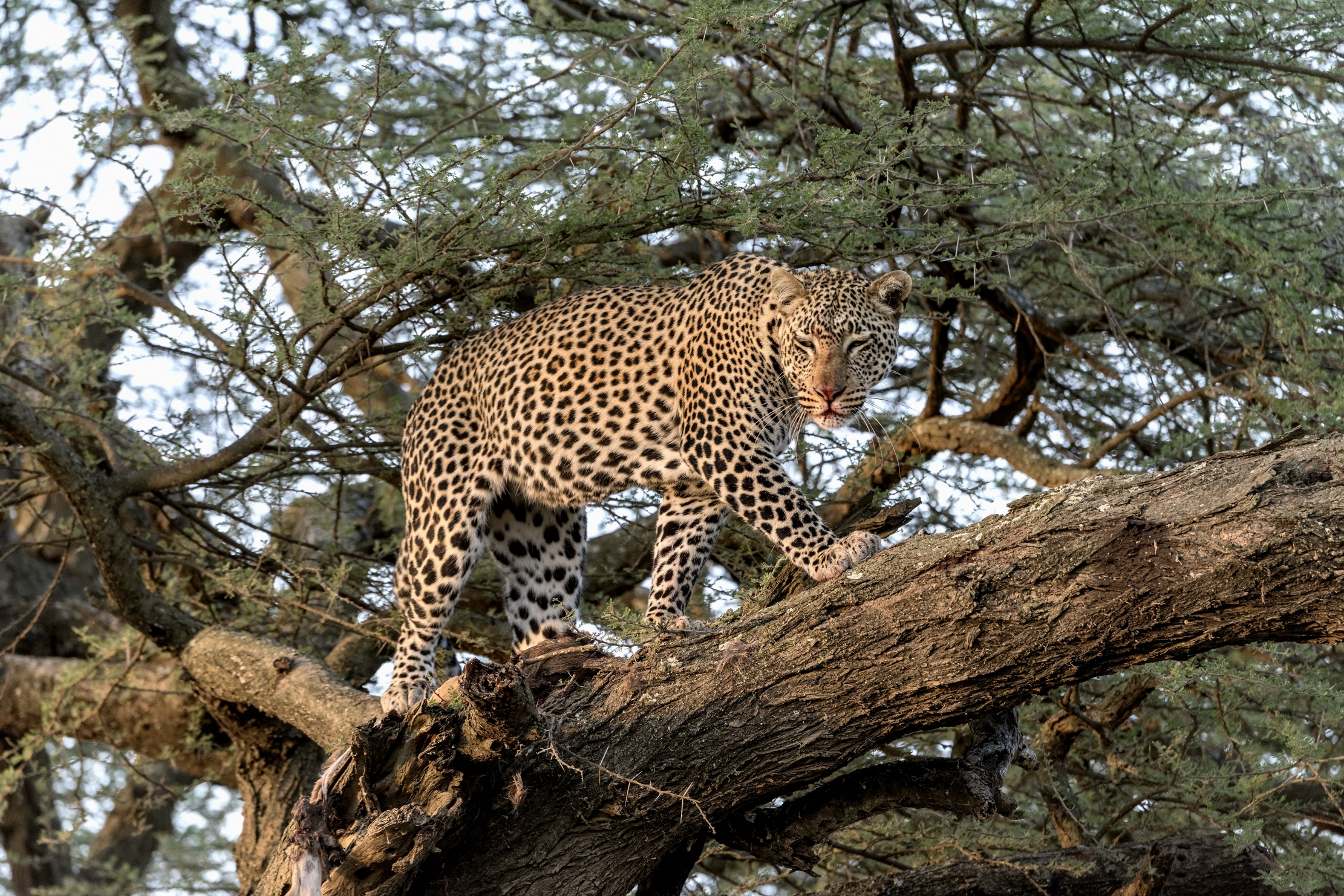 Tanzania 2015 - Among the branches...
