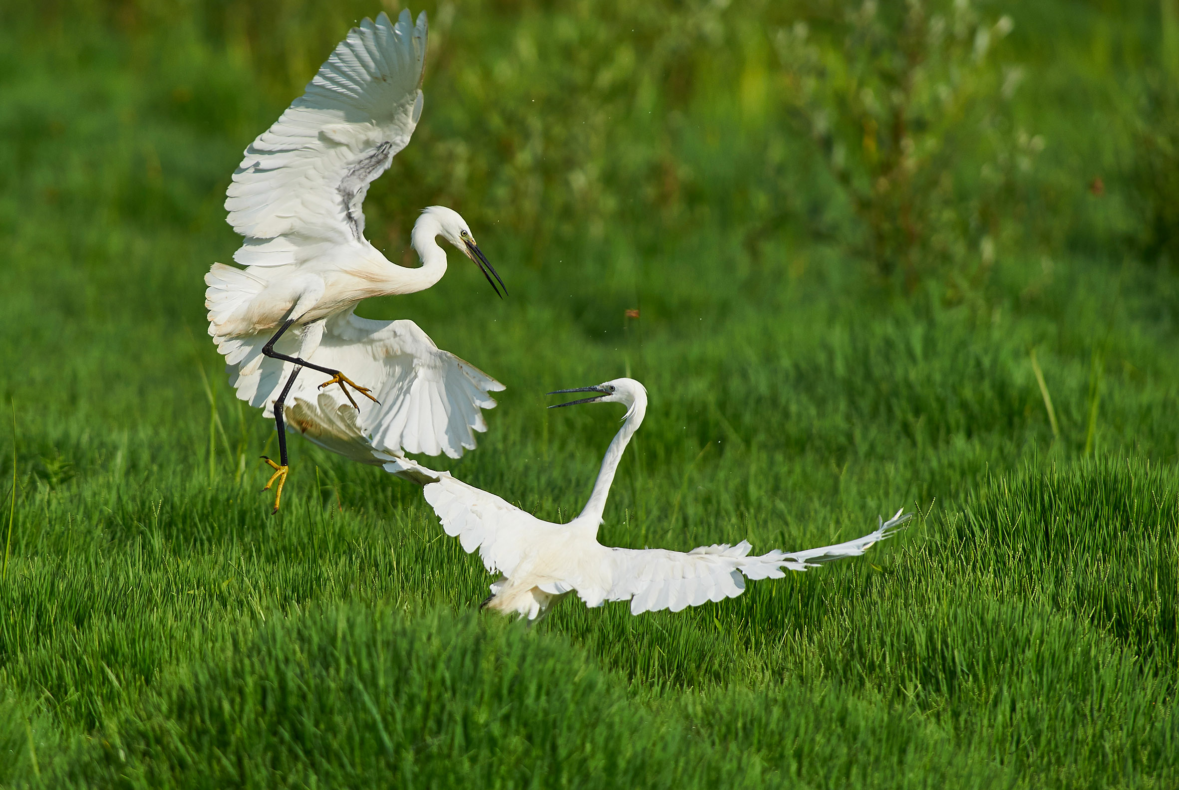Duel of egrets...