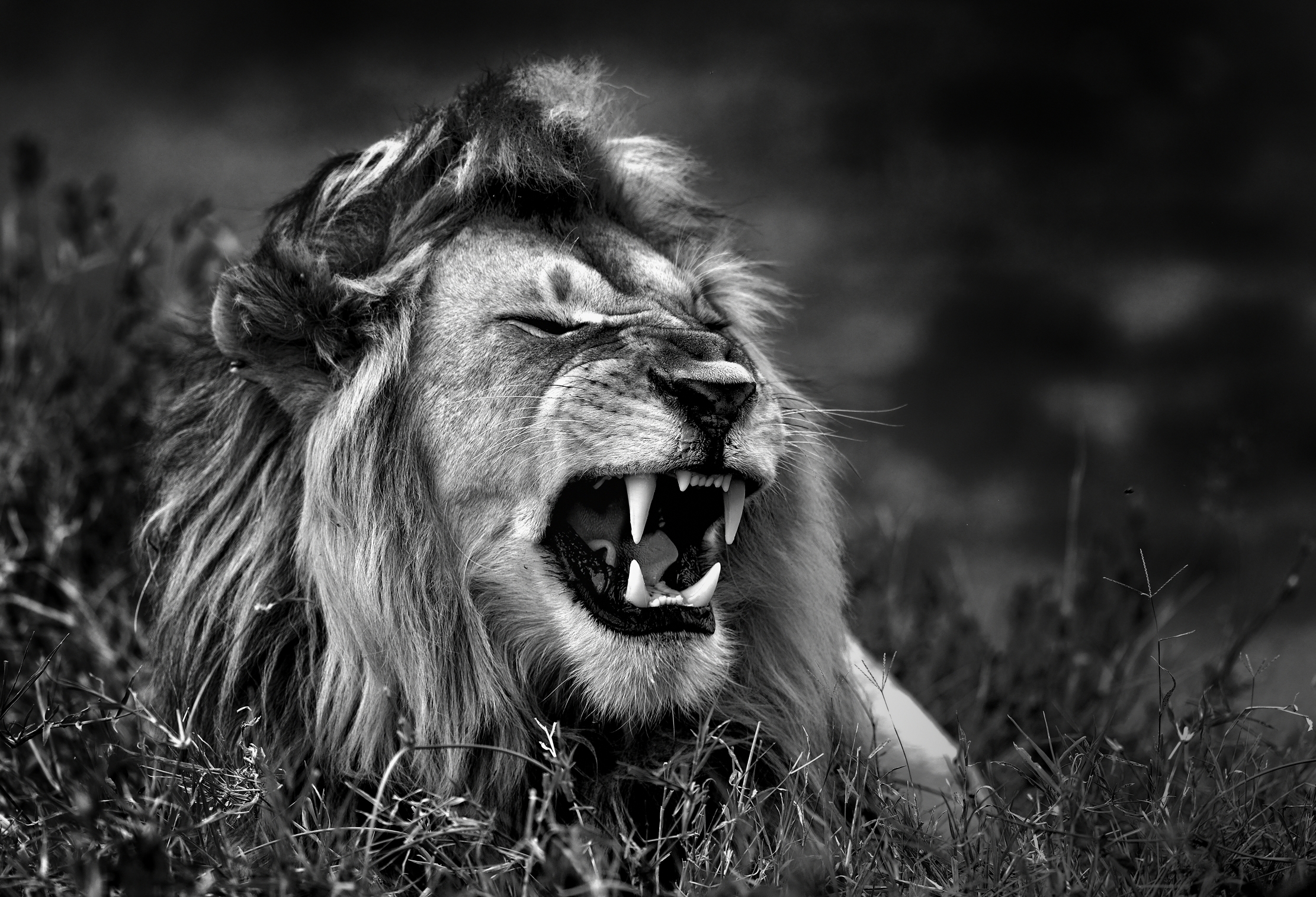Tanzania 2015 - B & W...