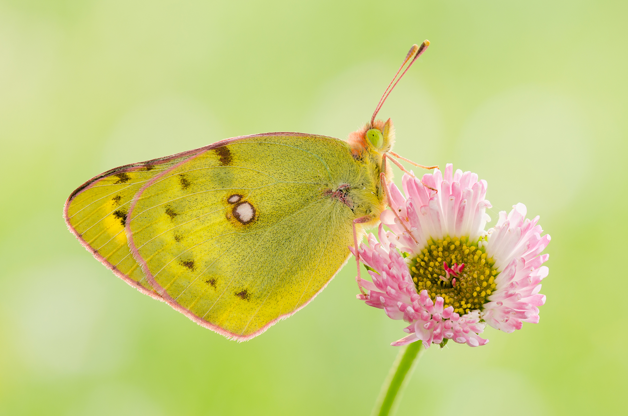 Colias myrmidone...